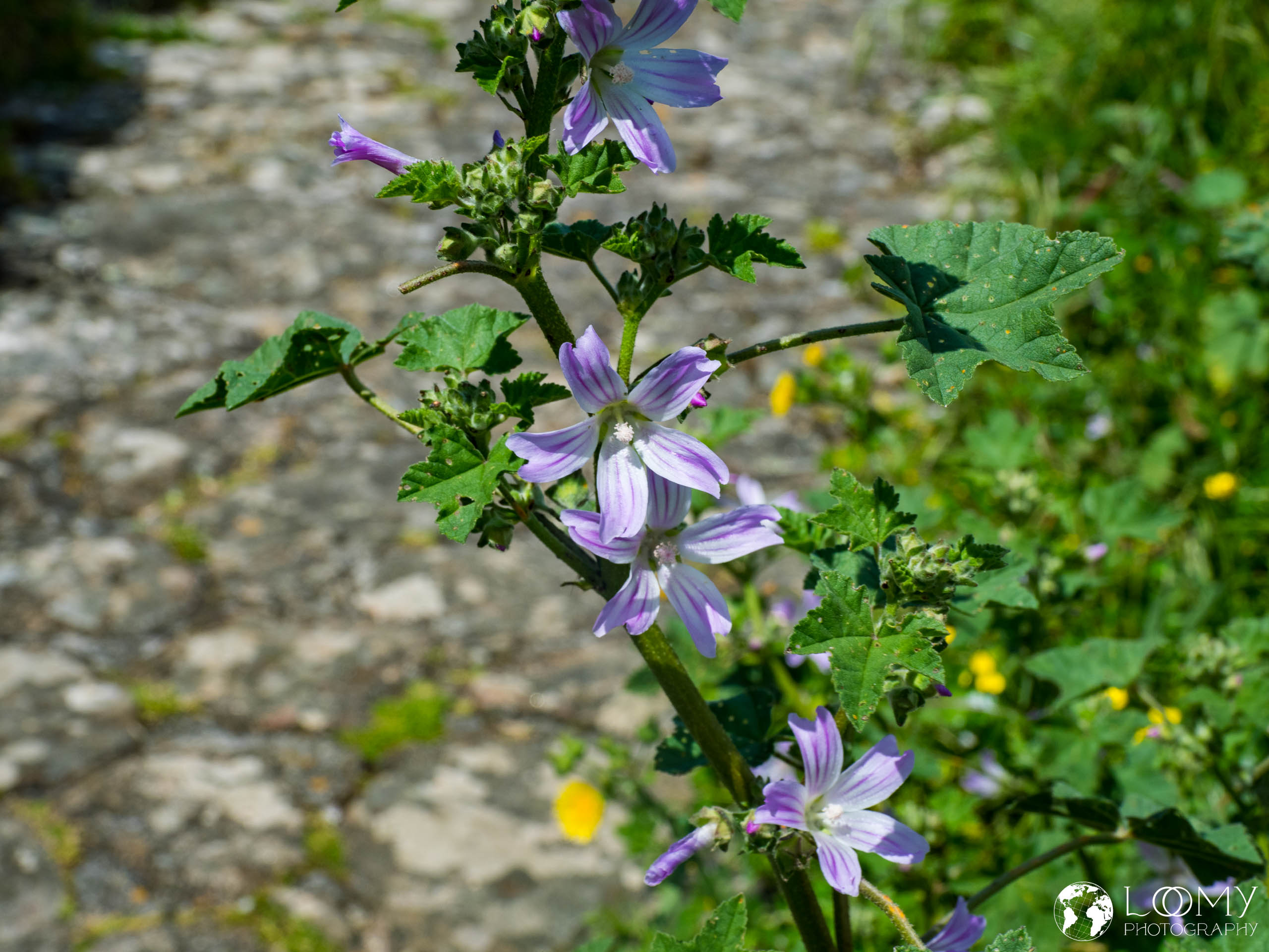 Kretische Strandpappel