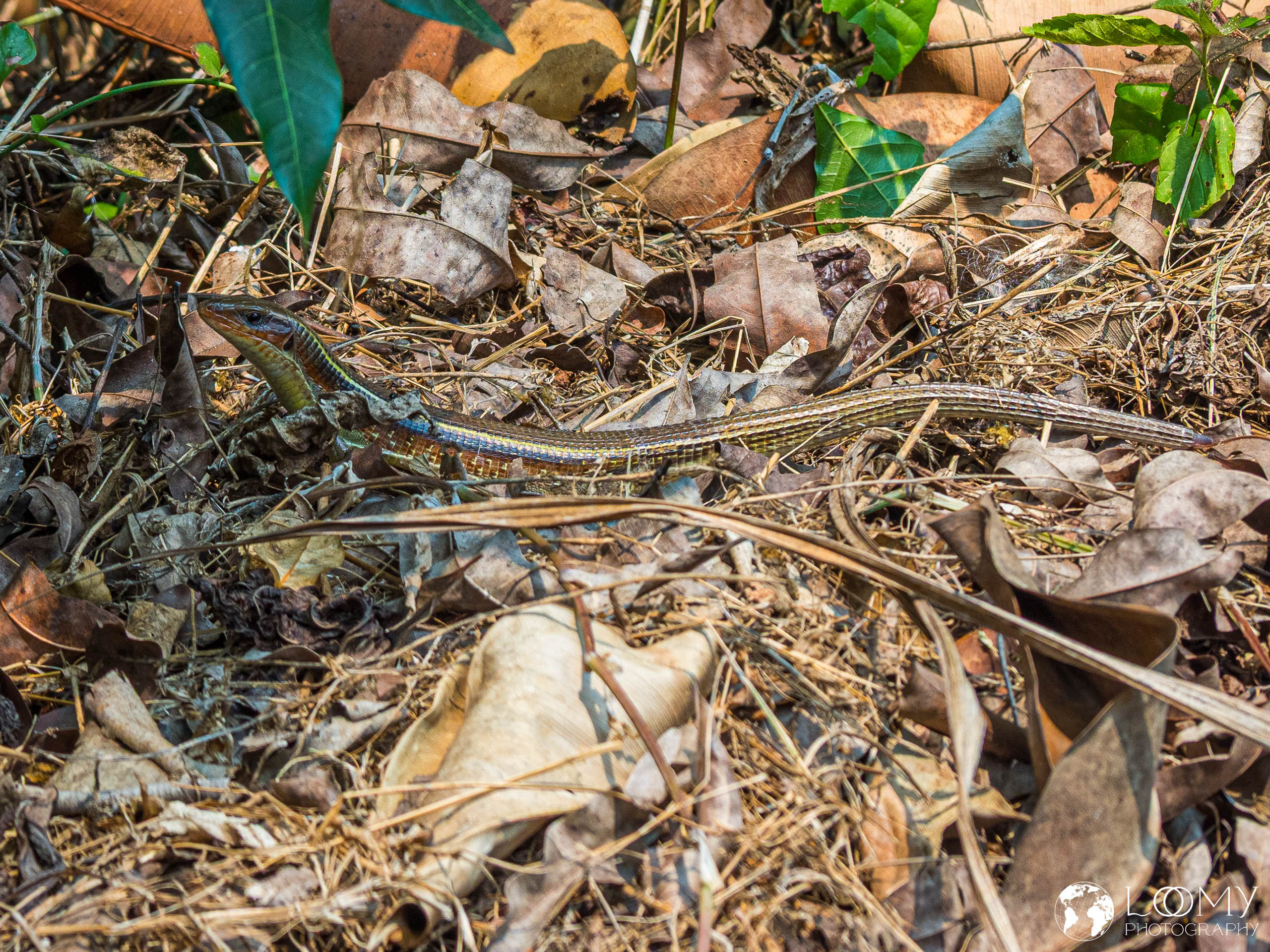 Skink