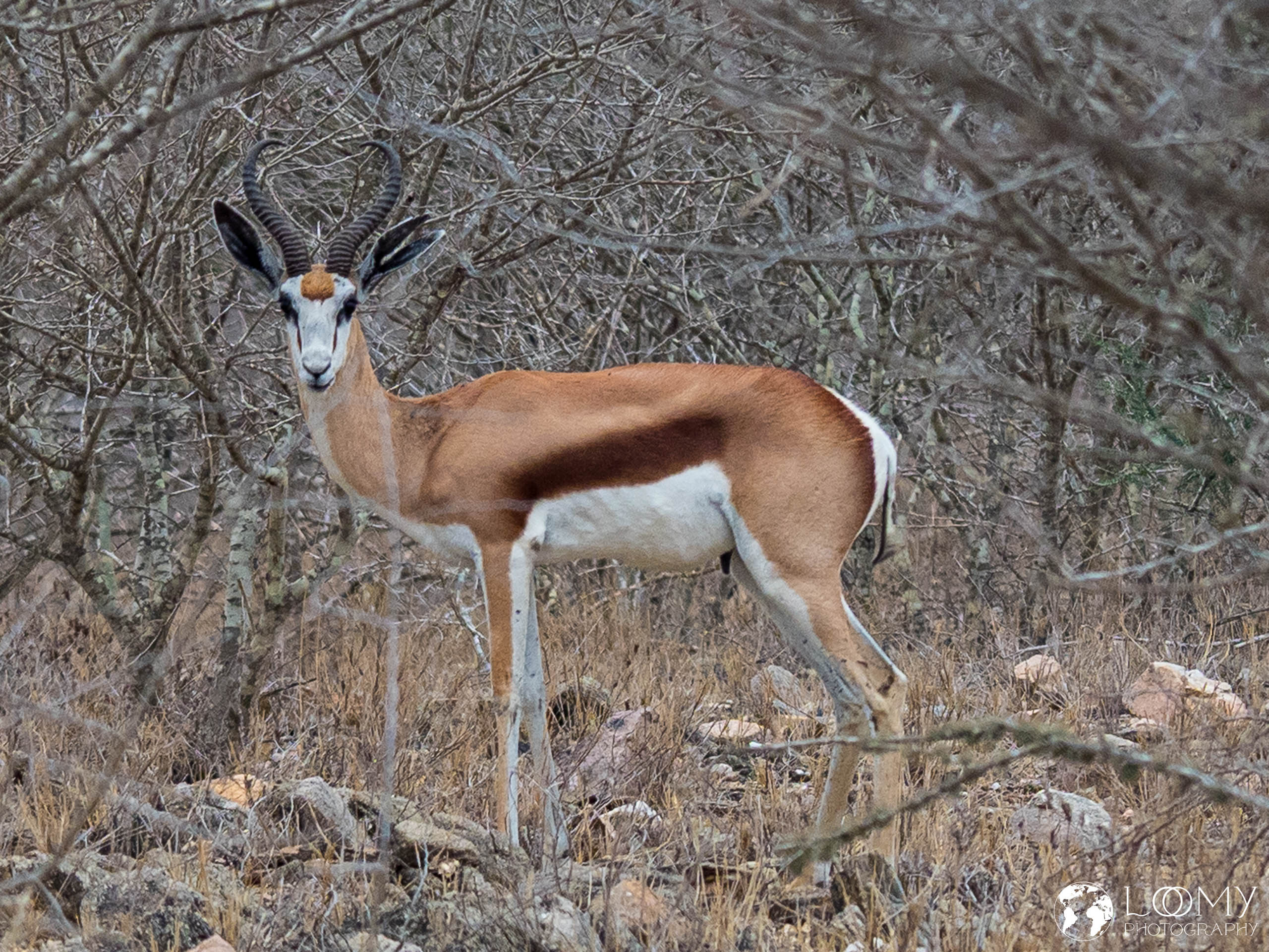 Springbok