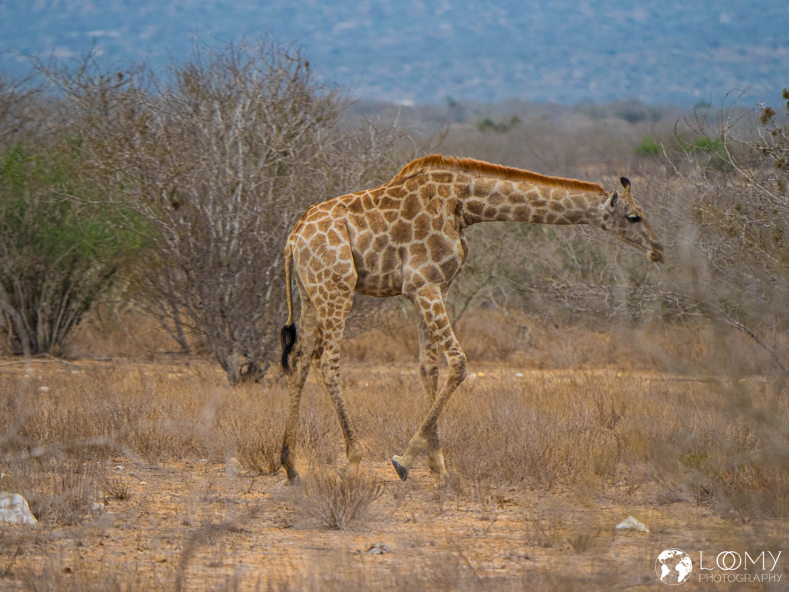 Giraffe