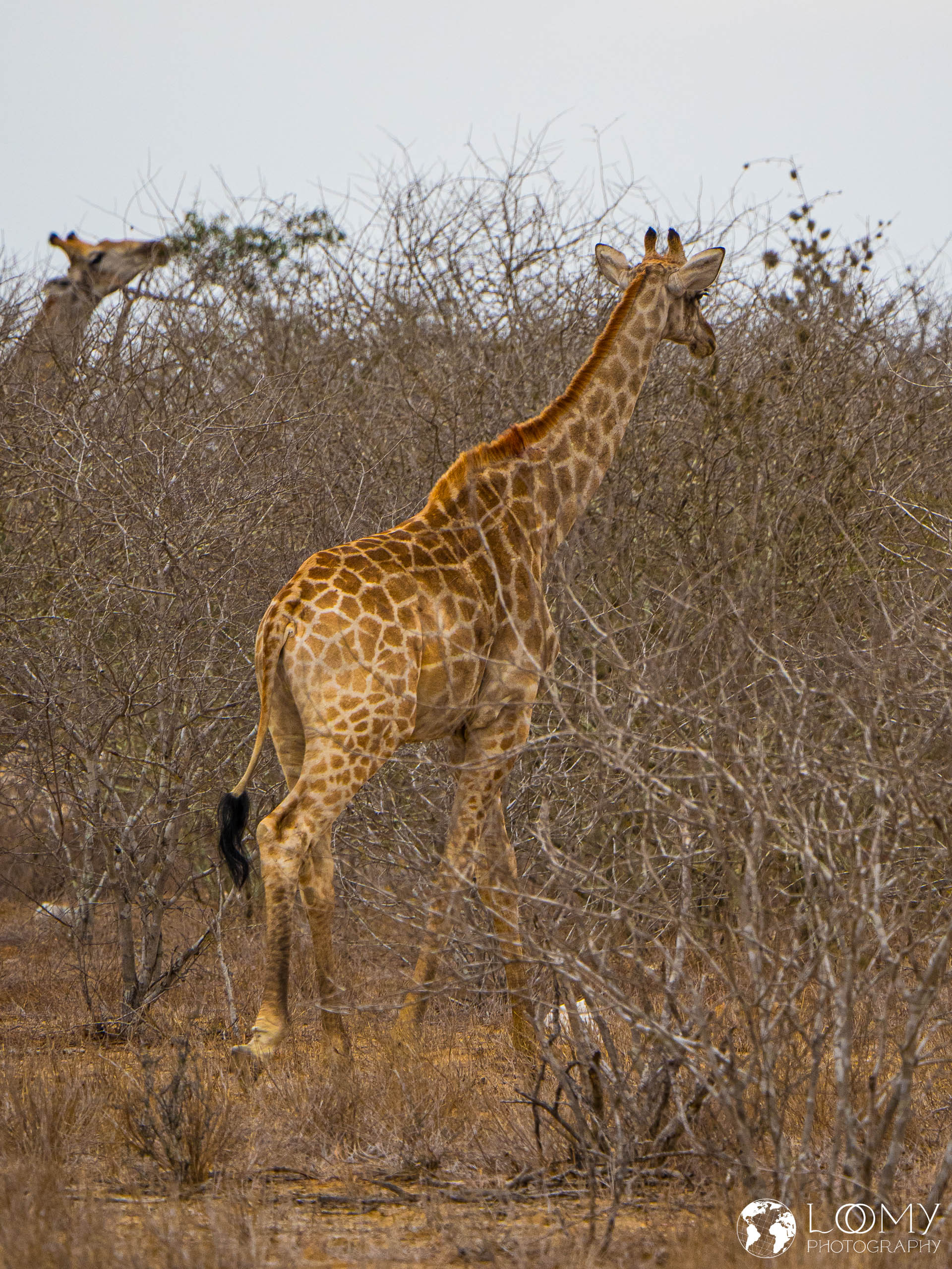 Giraffe