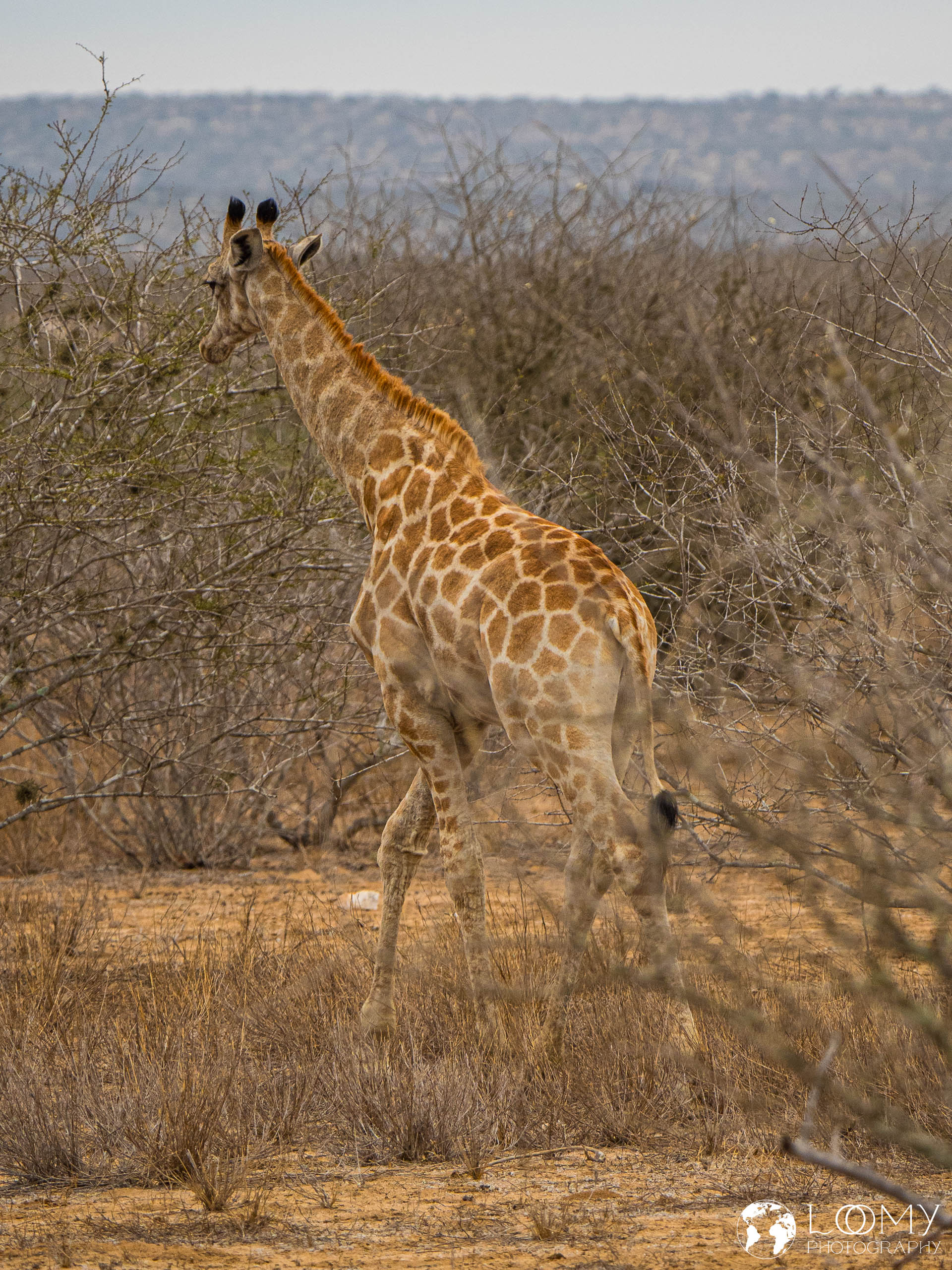 Giraffe