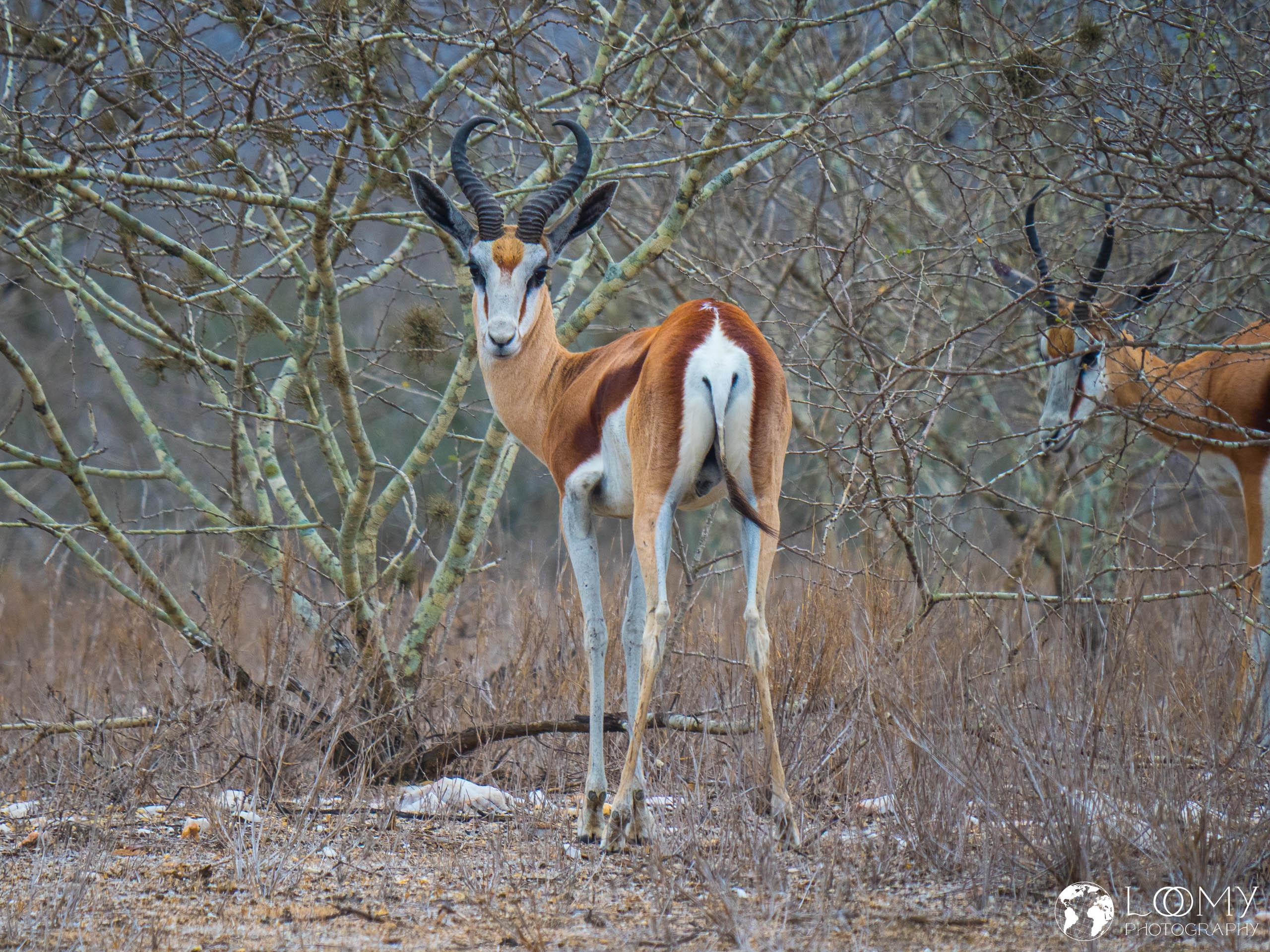 Springbok