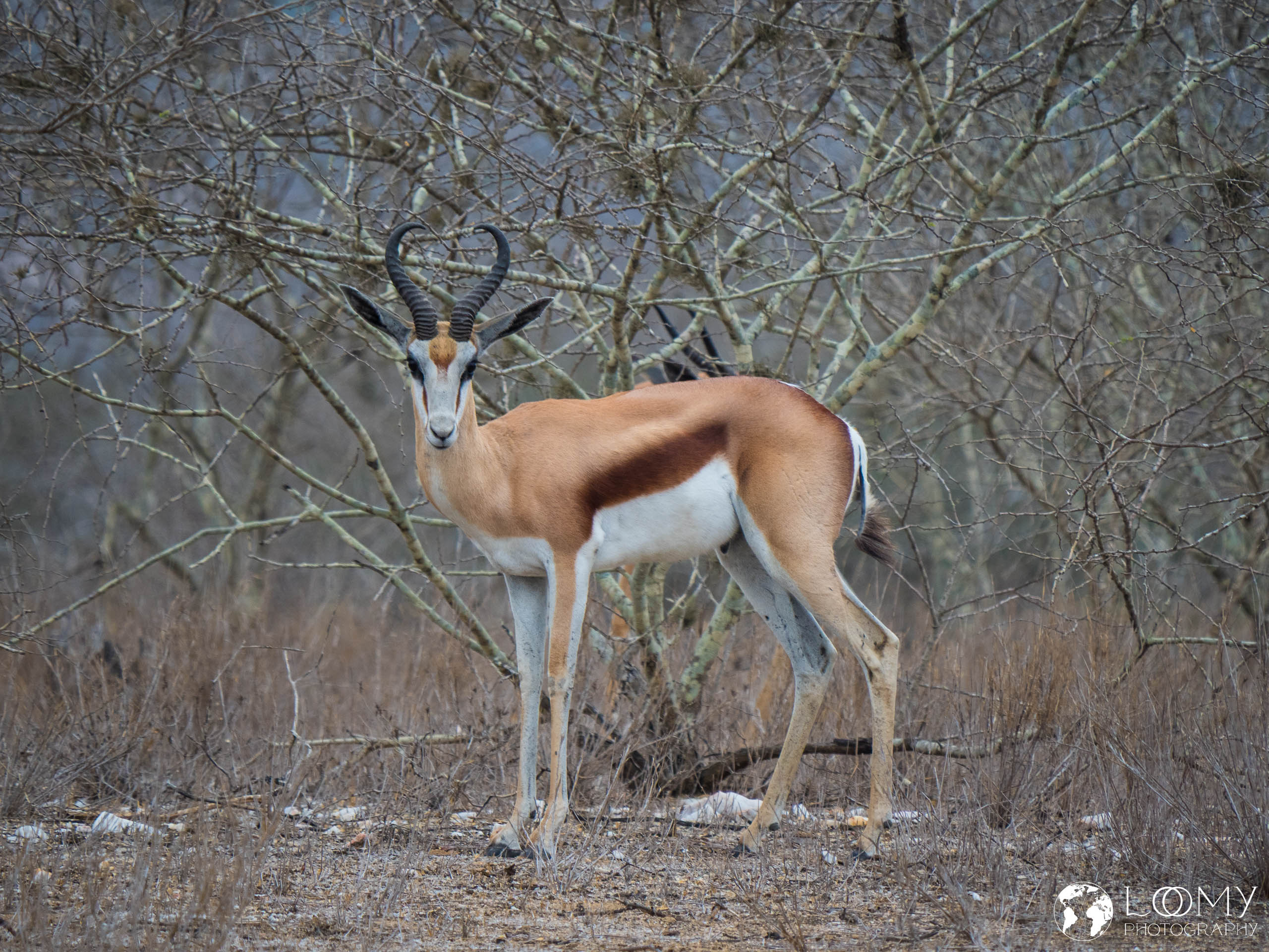Springbok