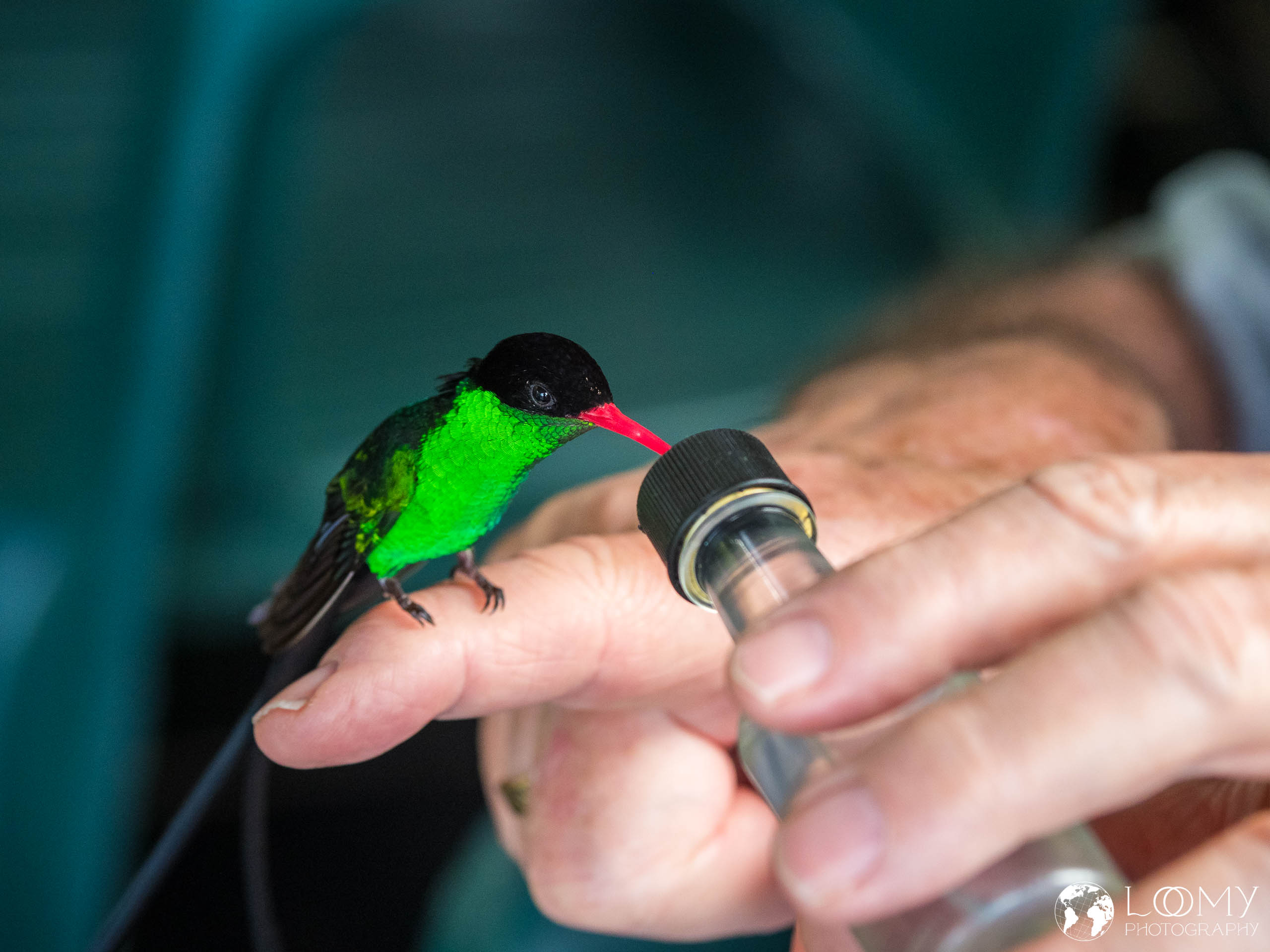 Doctorbird
