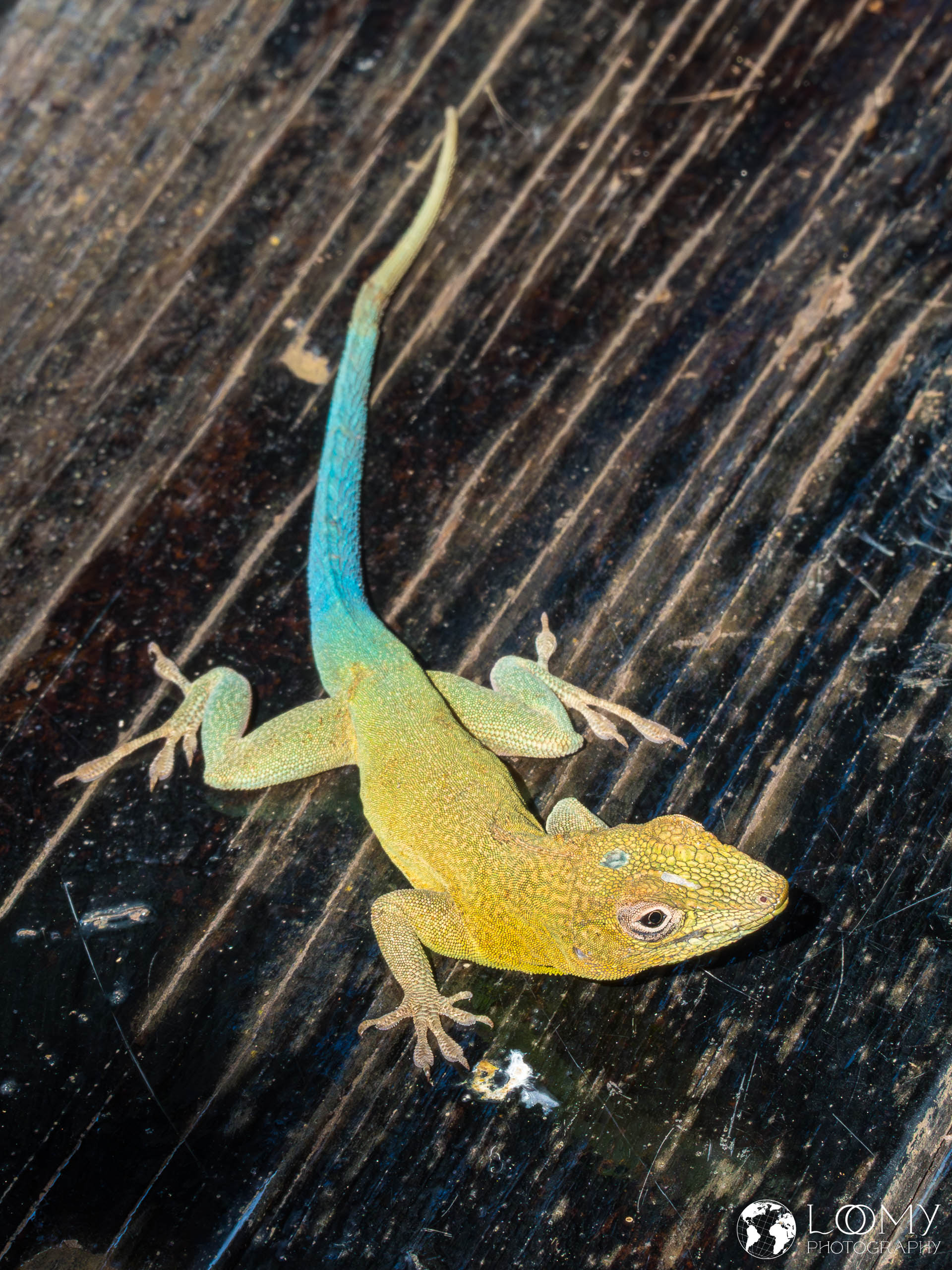 Jamaicka-Anolis