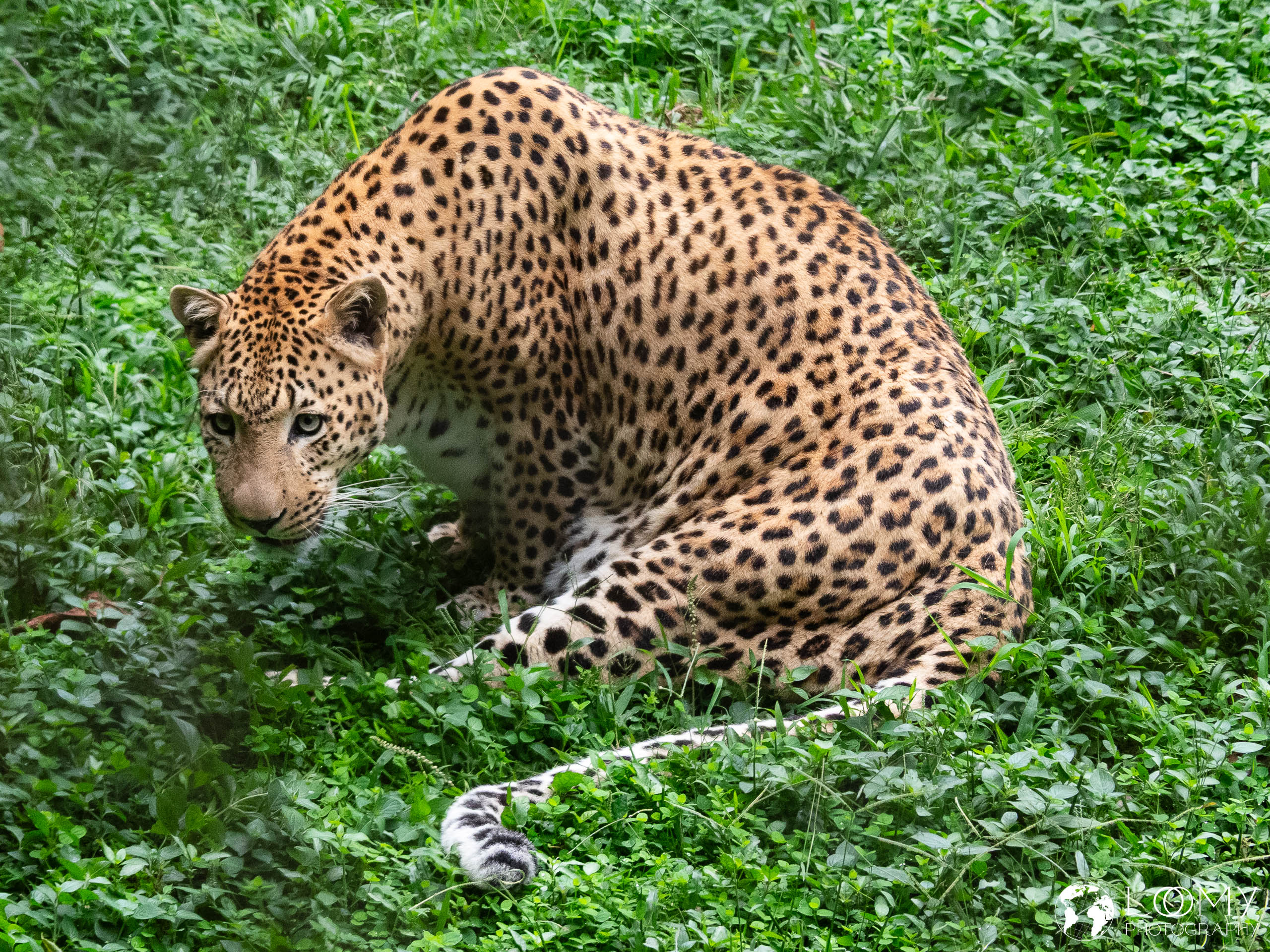 Leopard