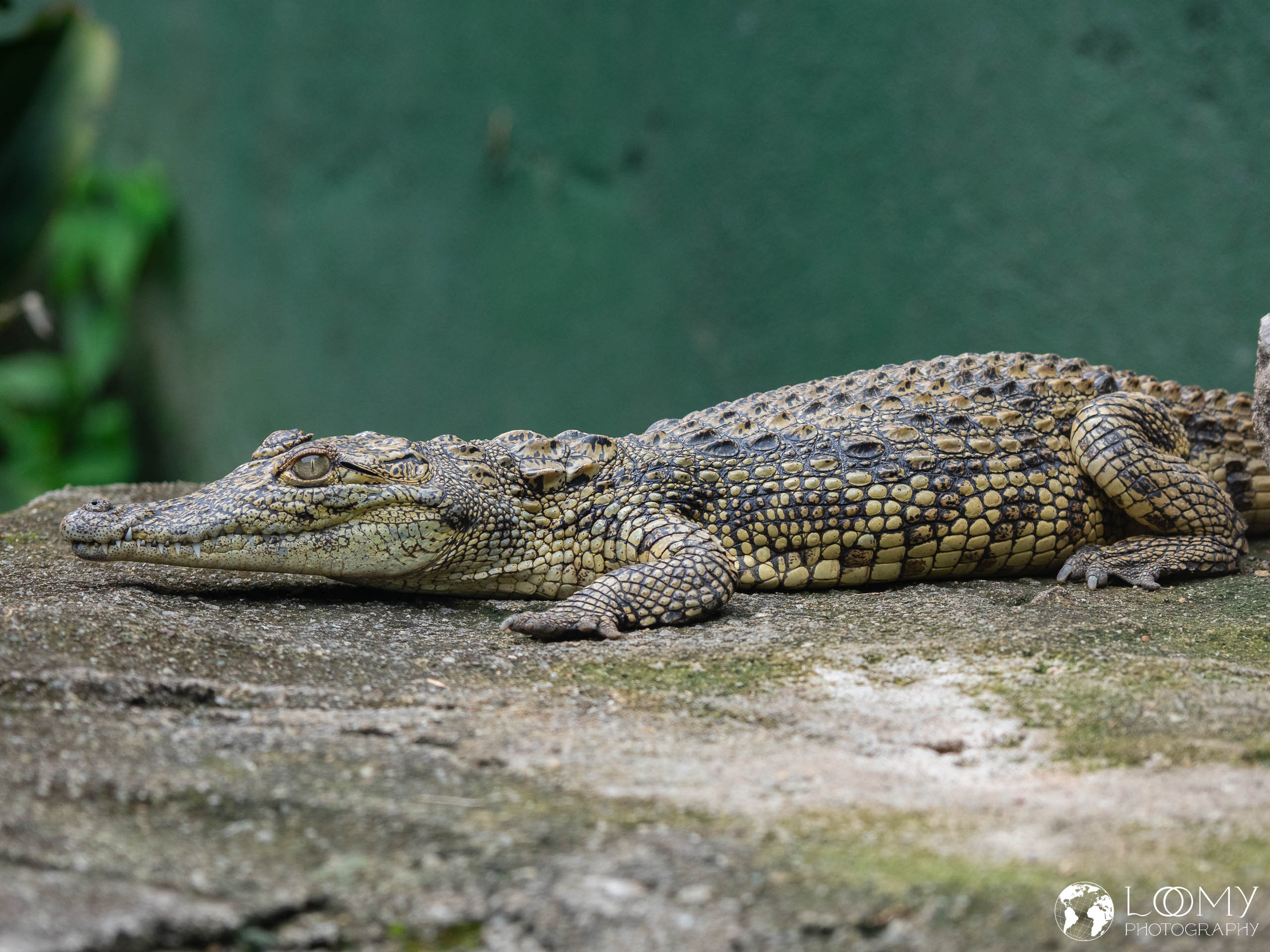 Nilkrokodil