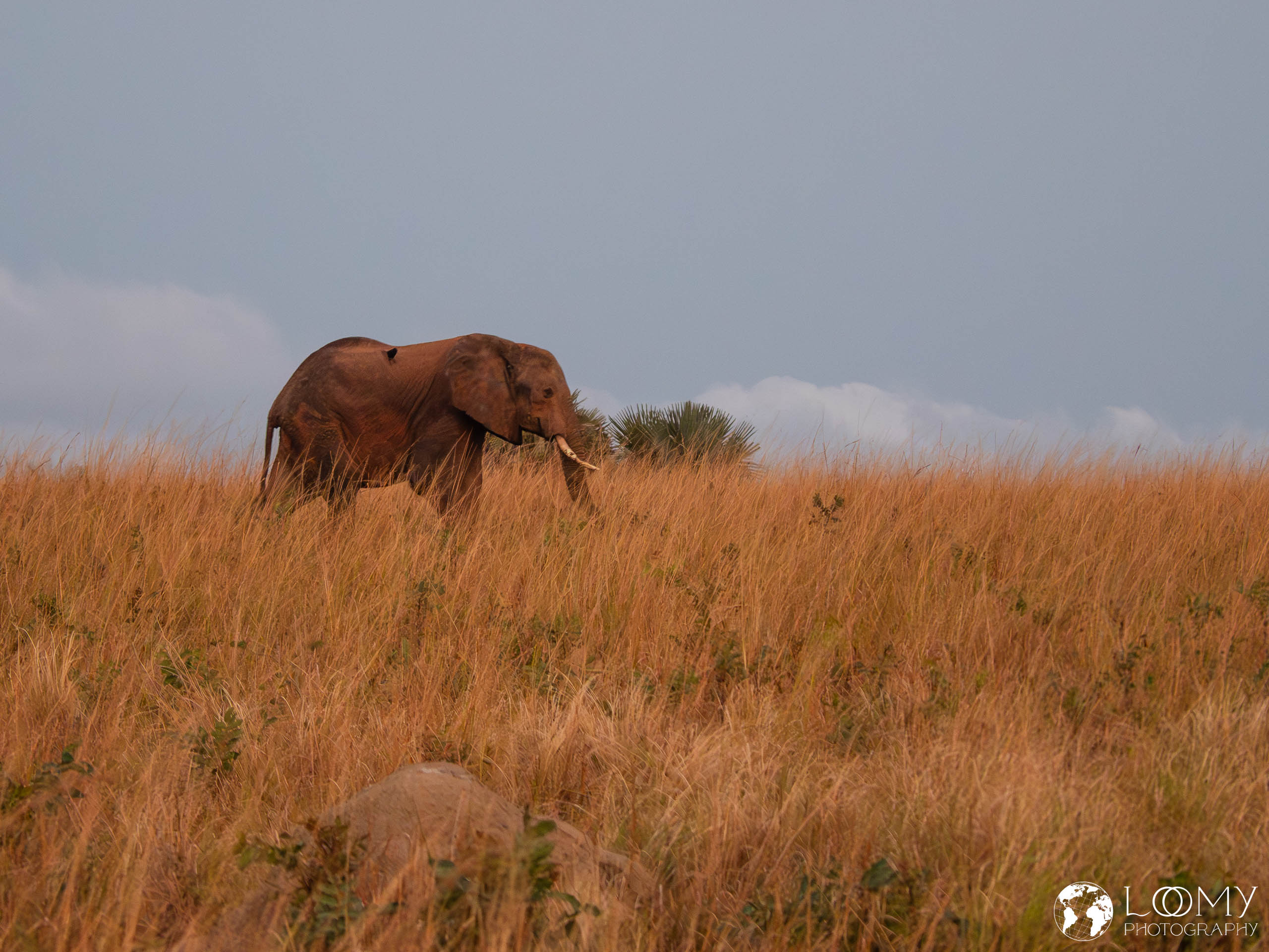 Elefant