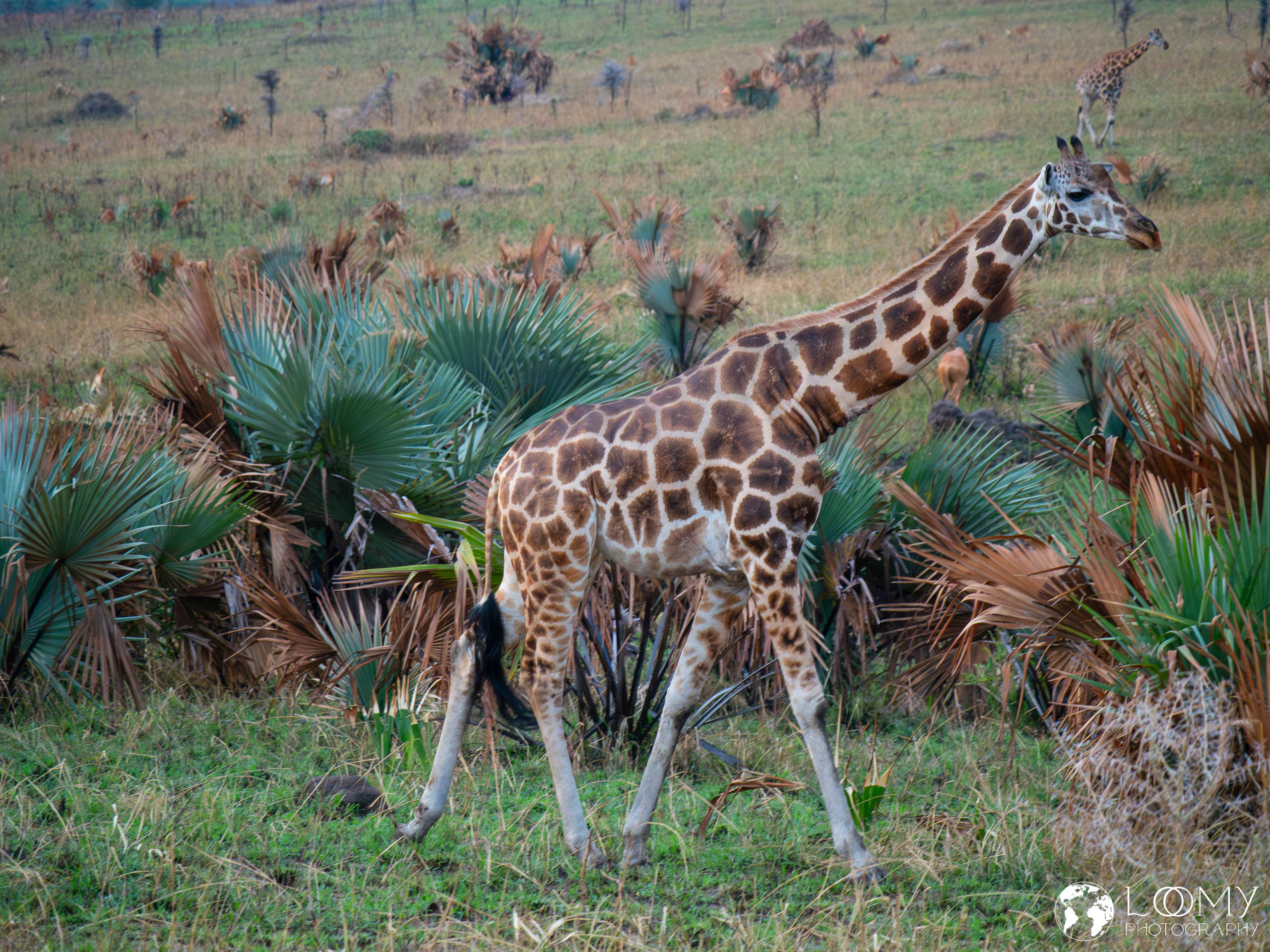 Giraffe