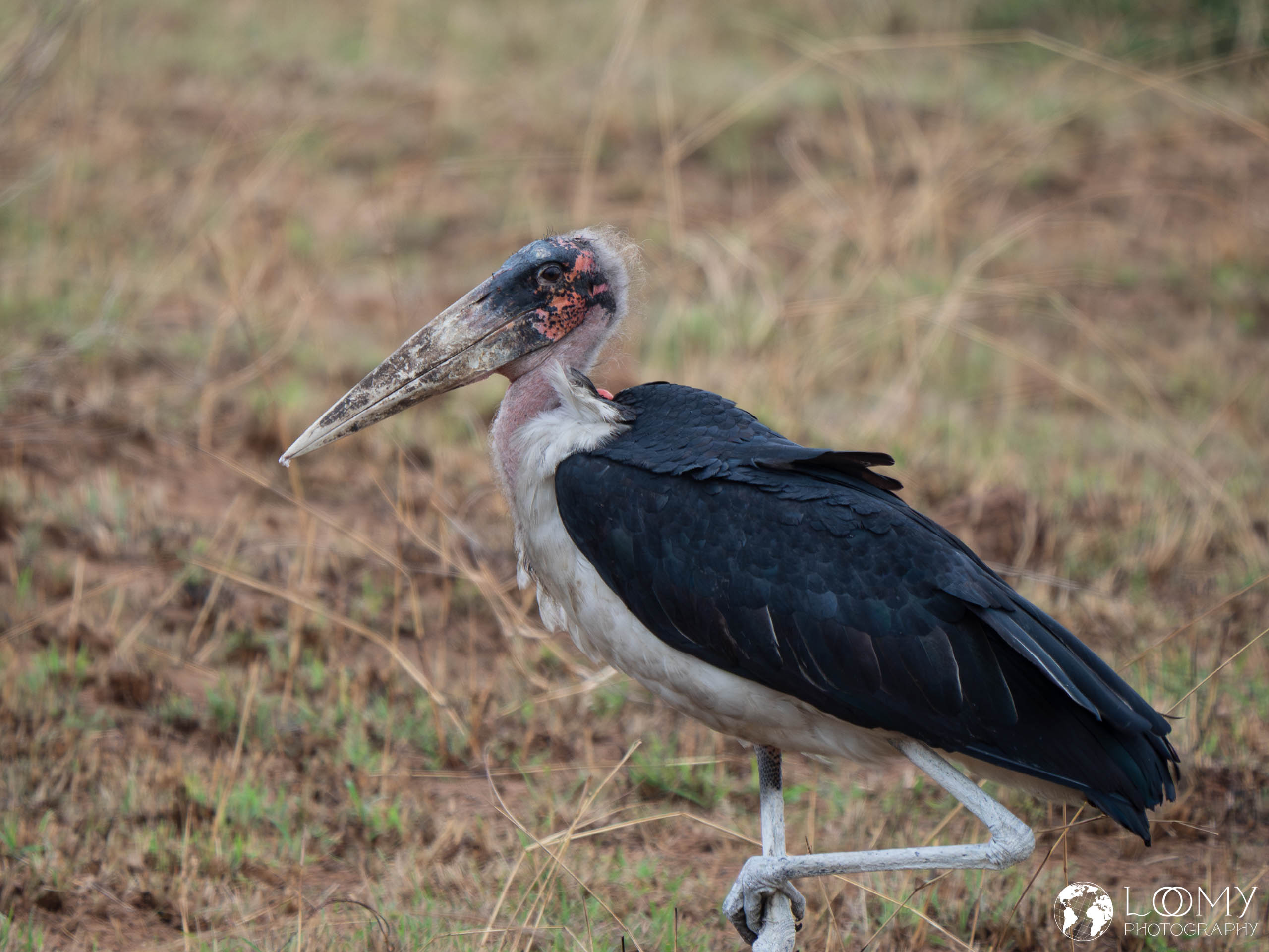 Marabu