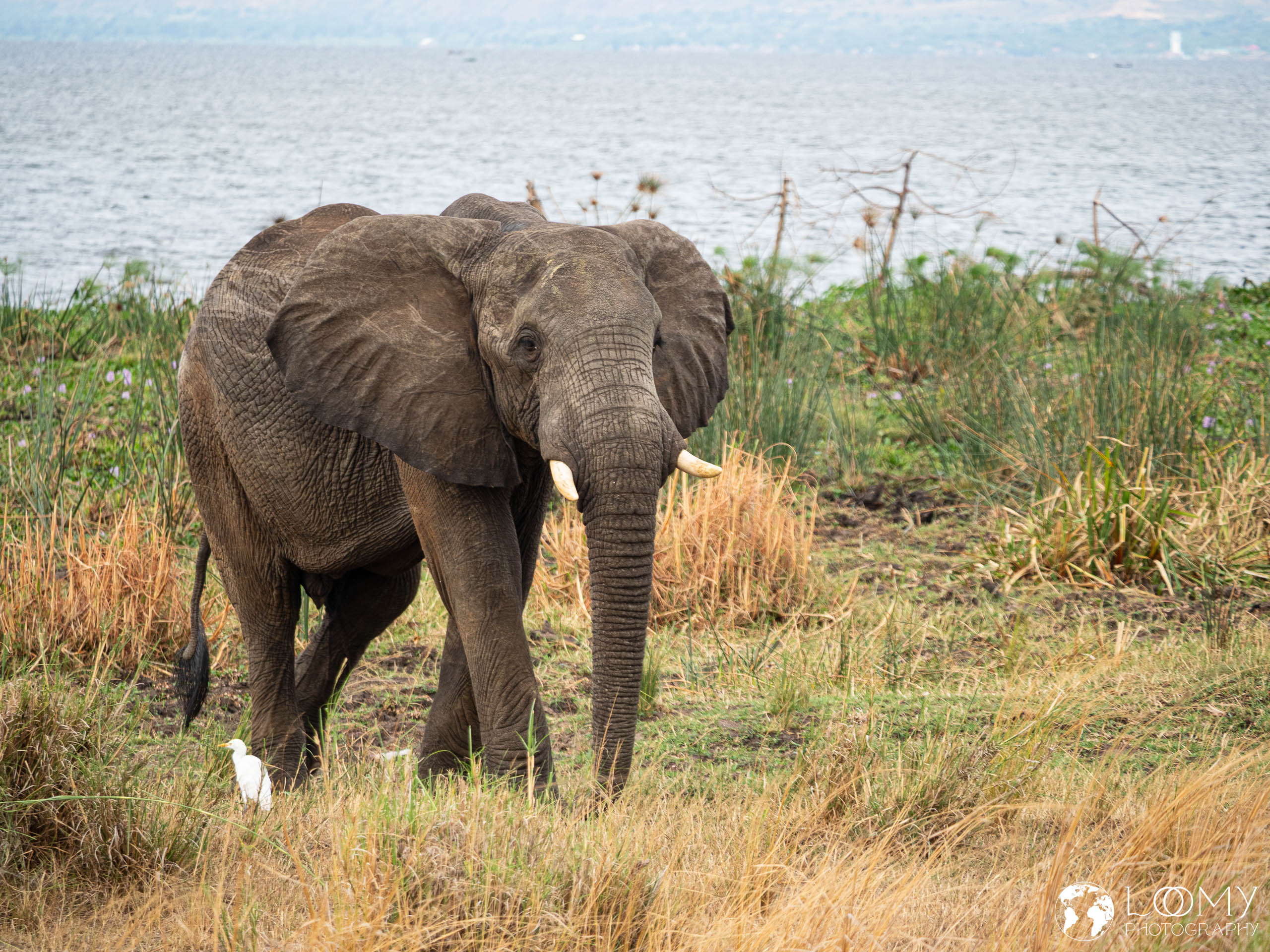 Elefant