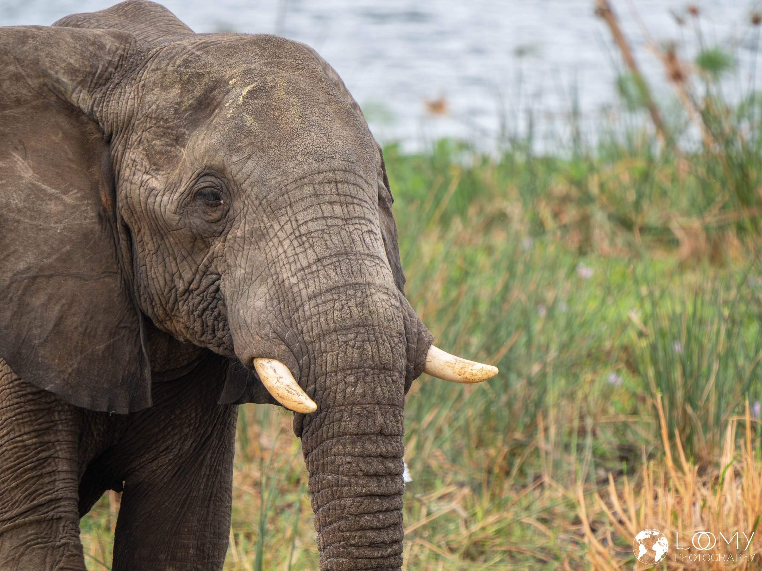 Elefant
