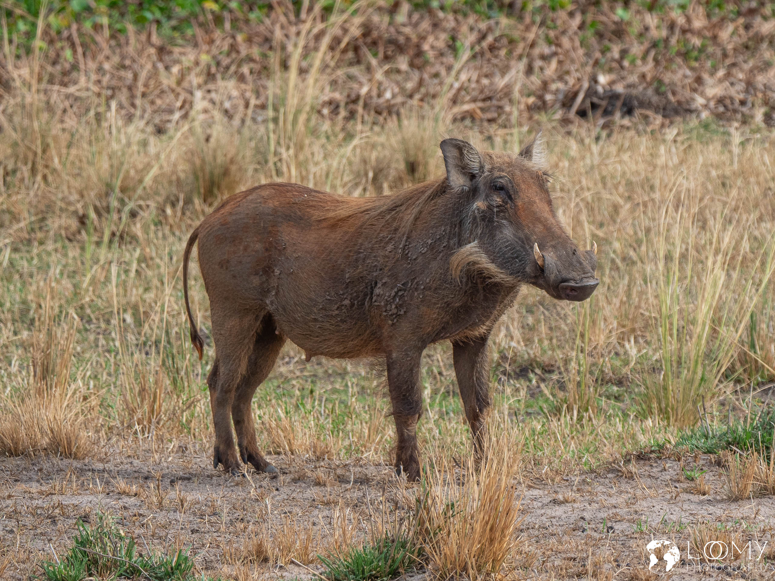 Warzenschwein