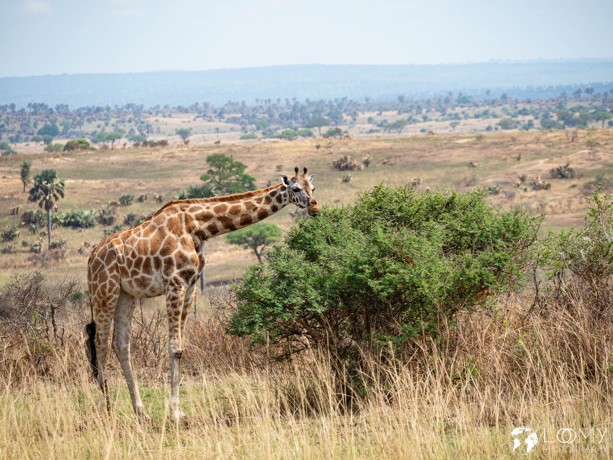 Giraffe