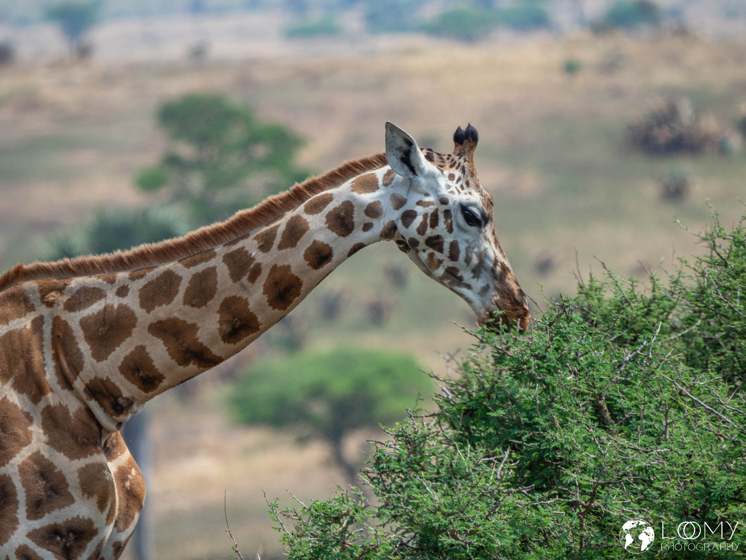 Giraffe