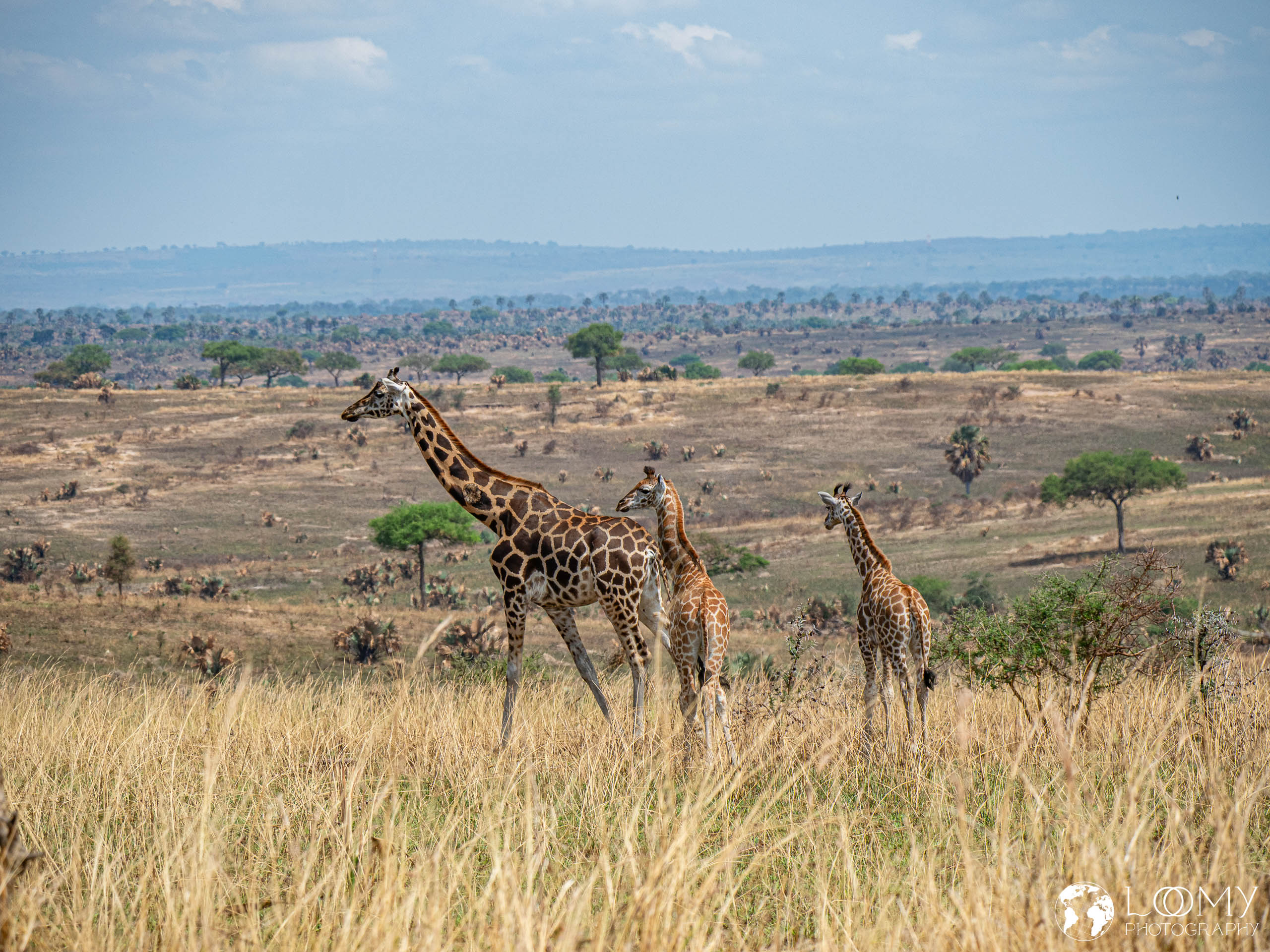 Giraffe