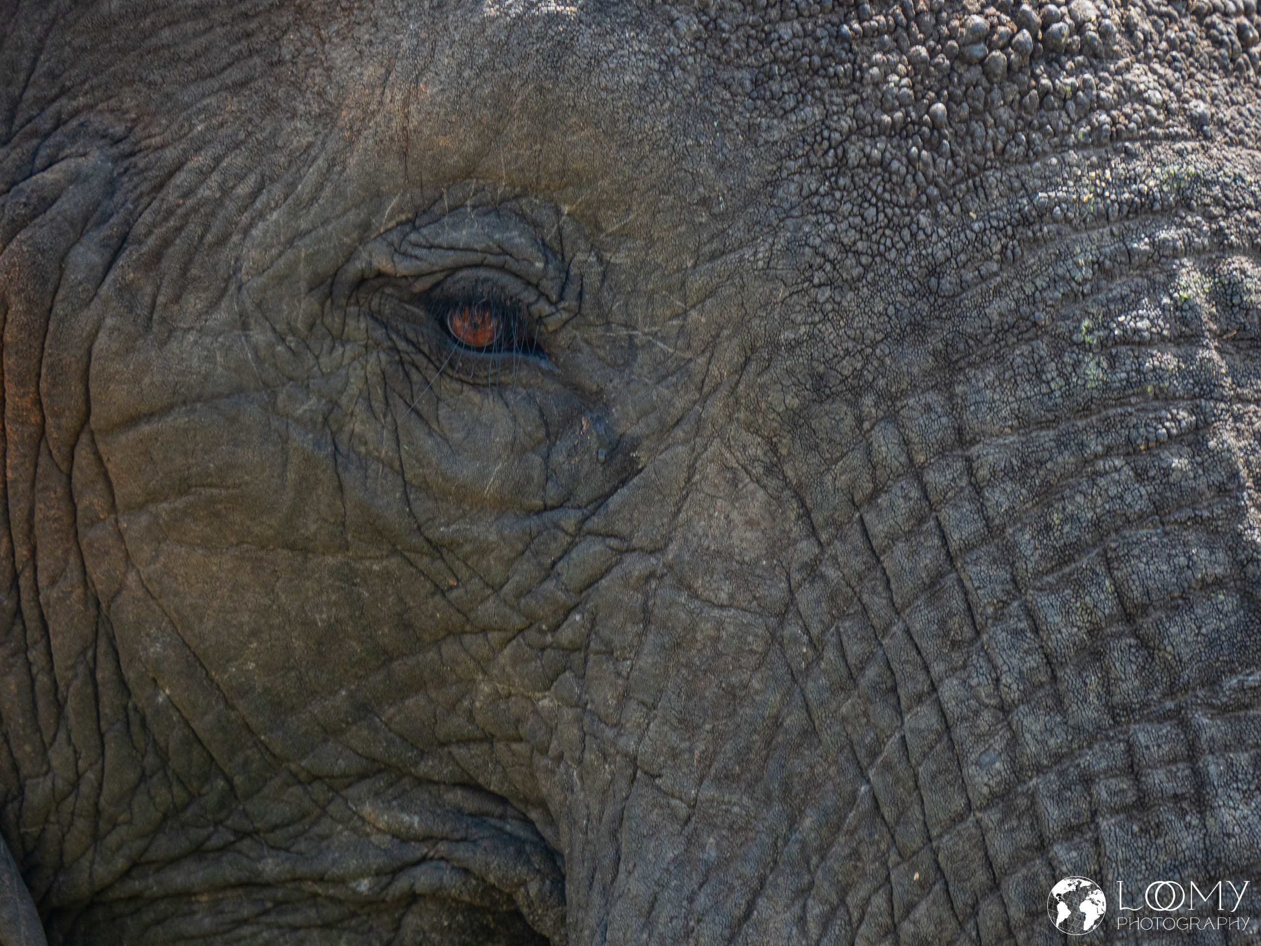 Elefant