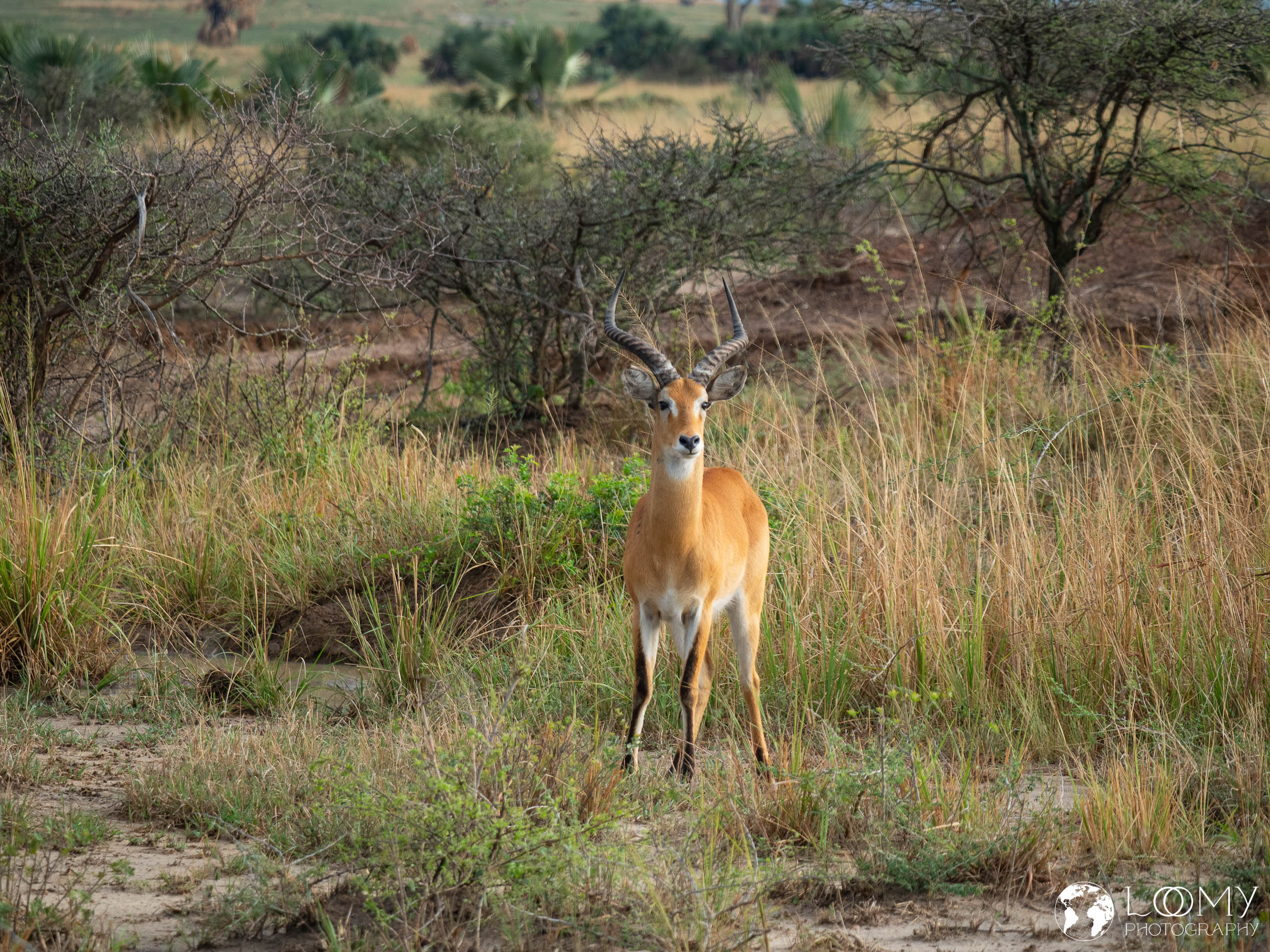 Kob