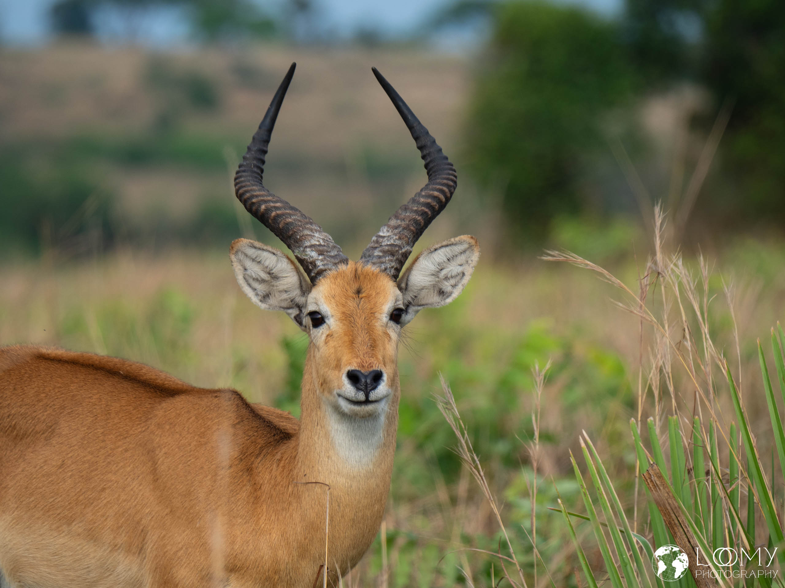 Kob