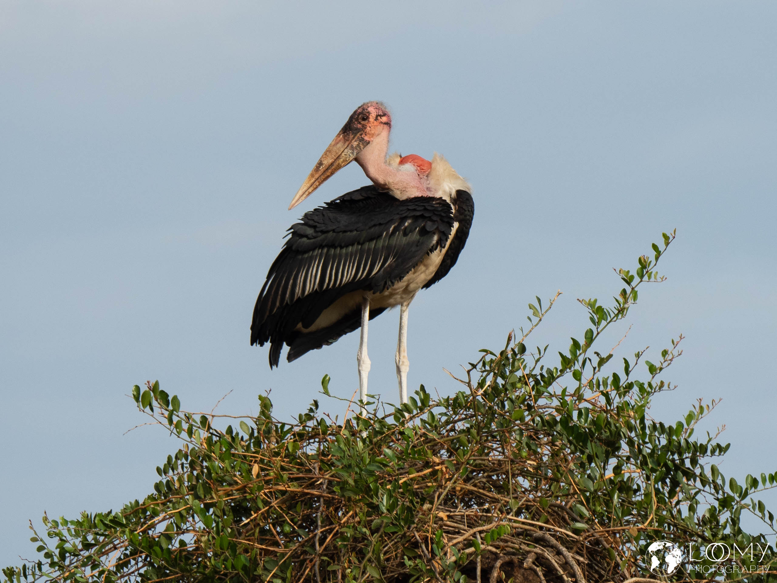 Marabu