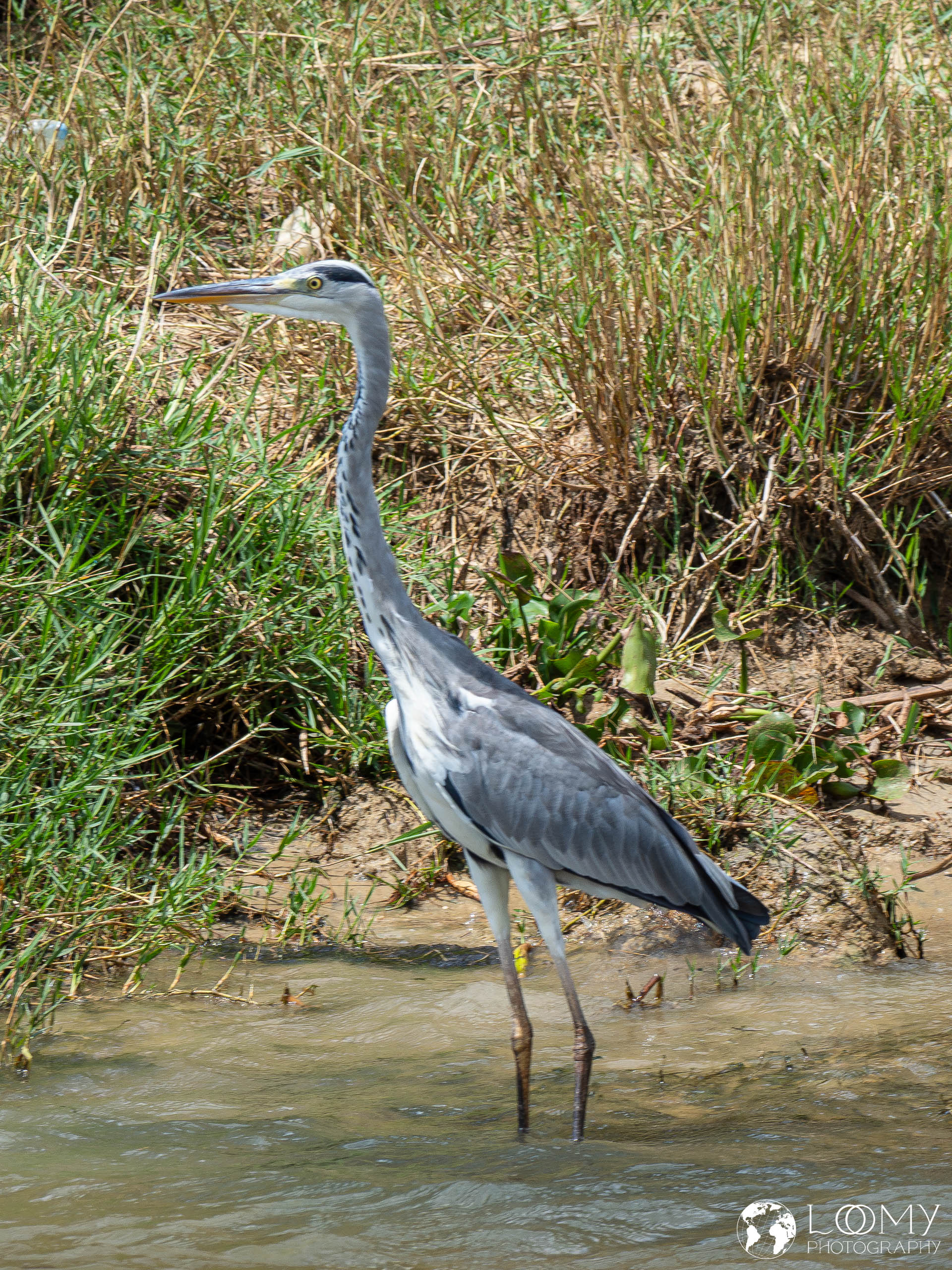 Reiher