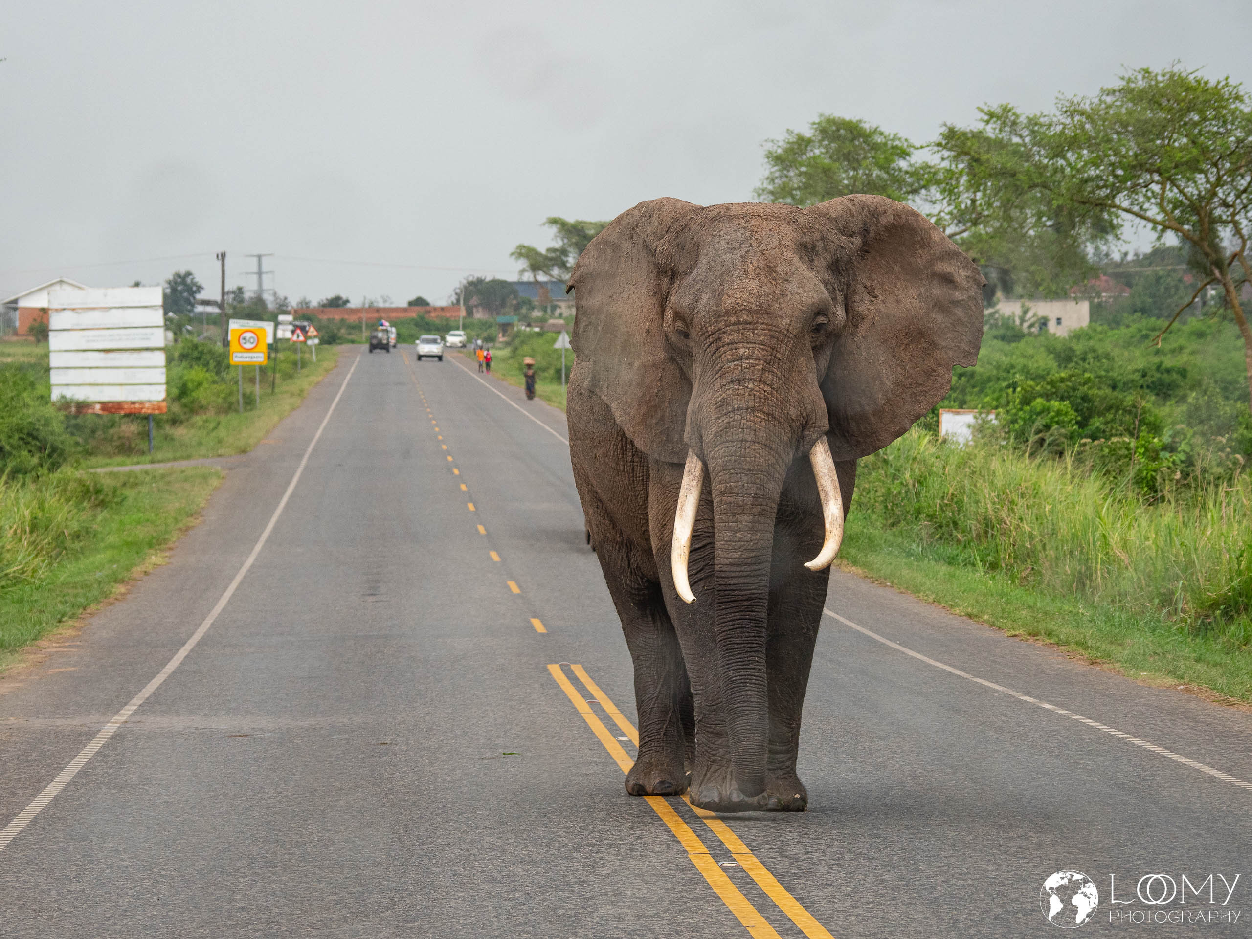 Elefant