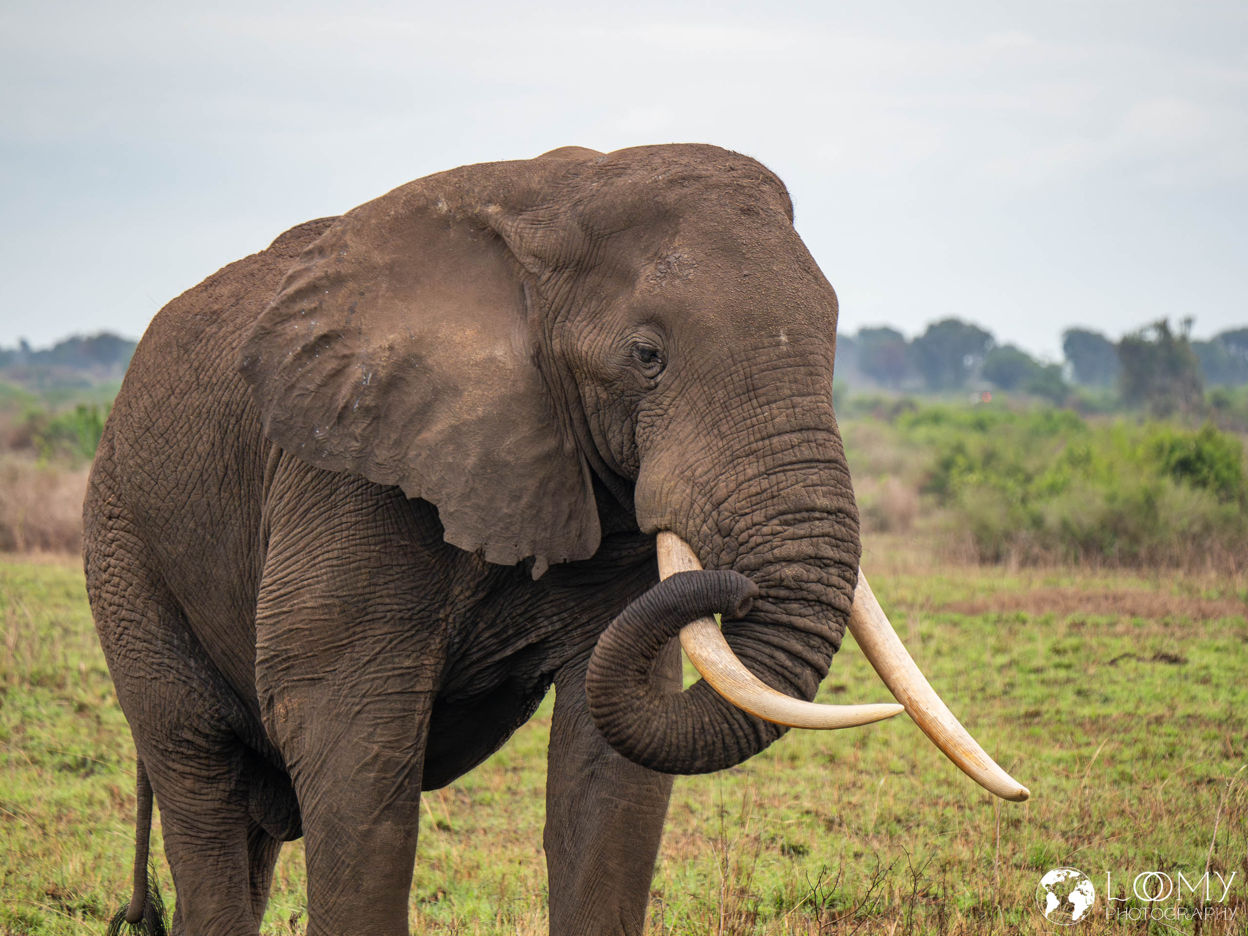 Elefant