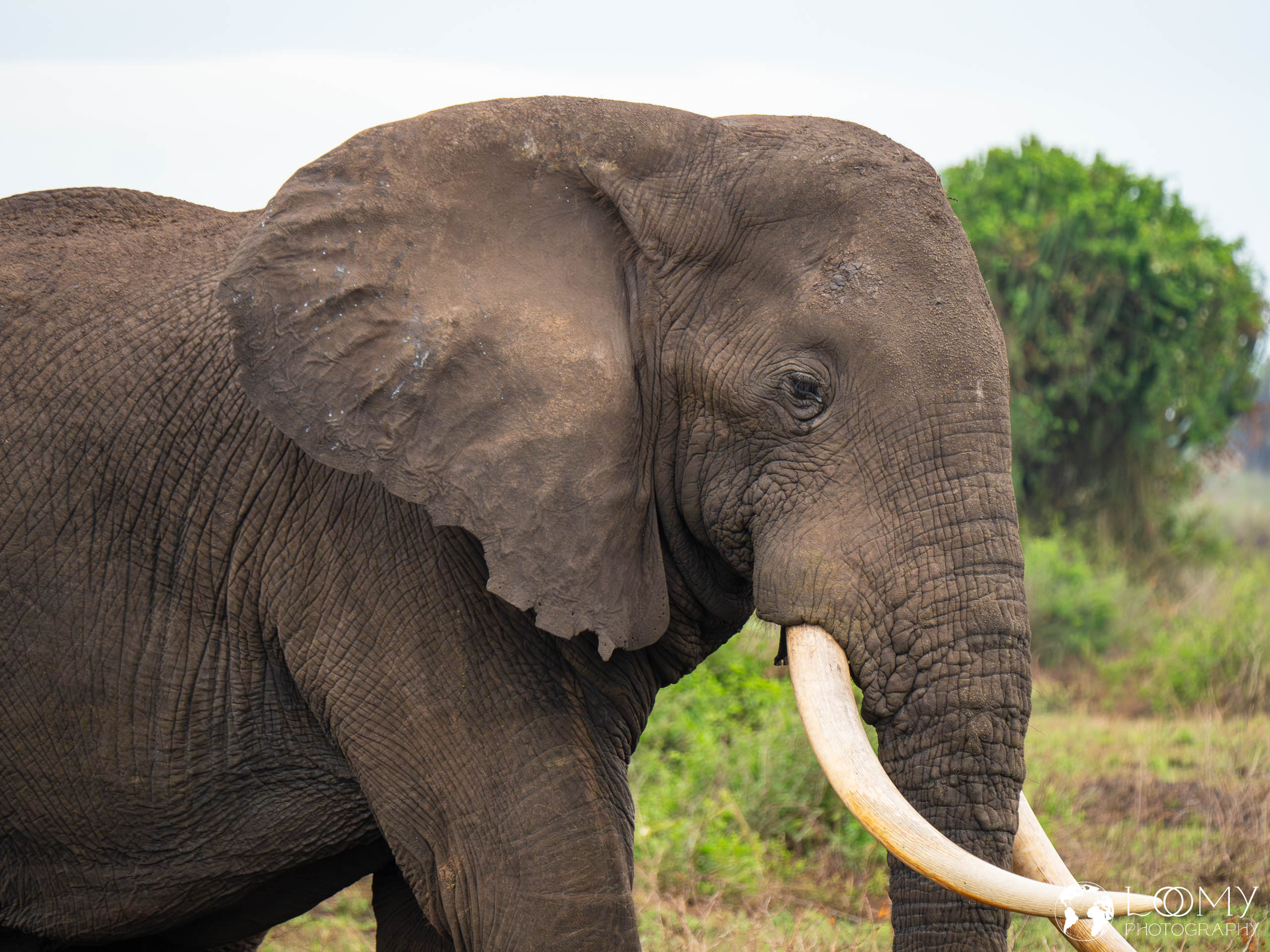 Elefant