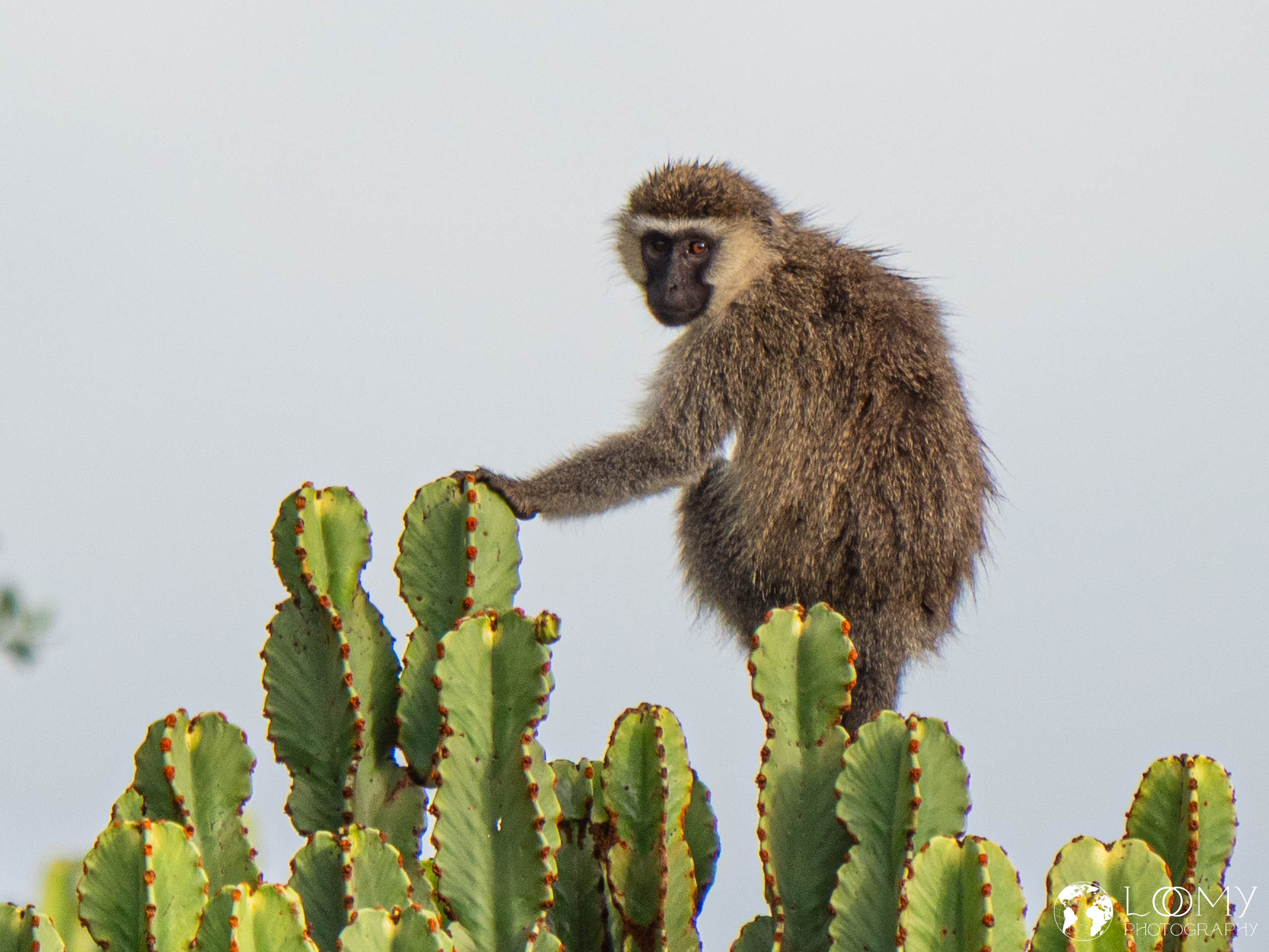 Grüne Meerkatze