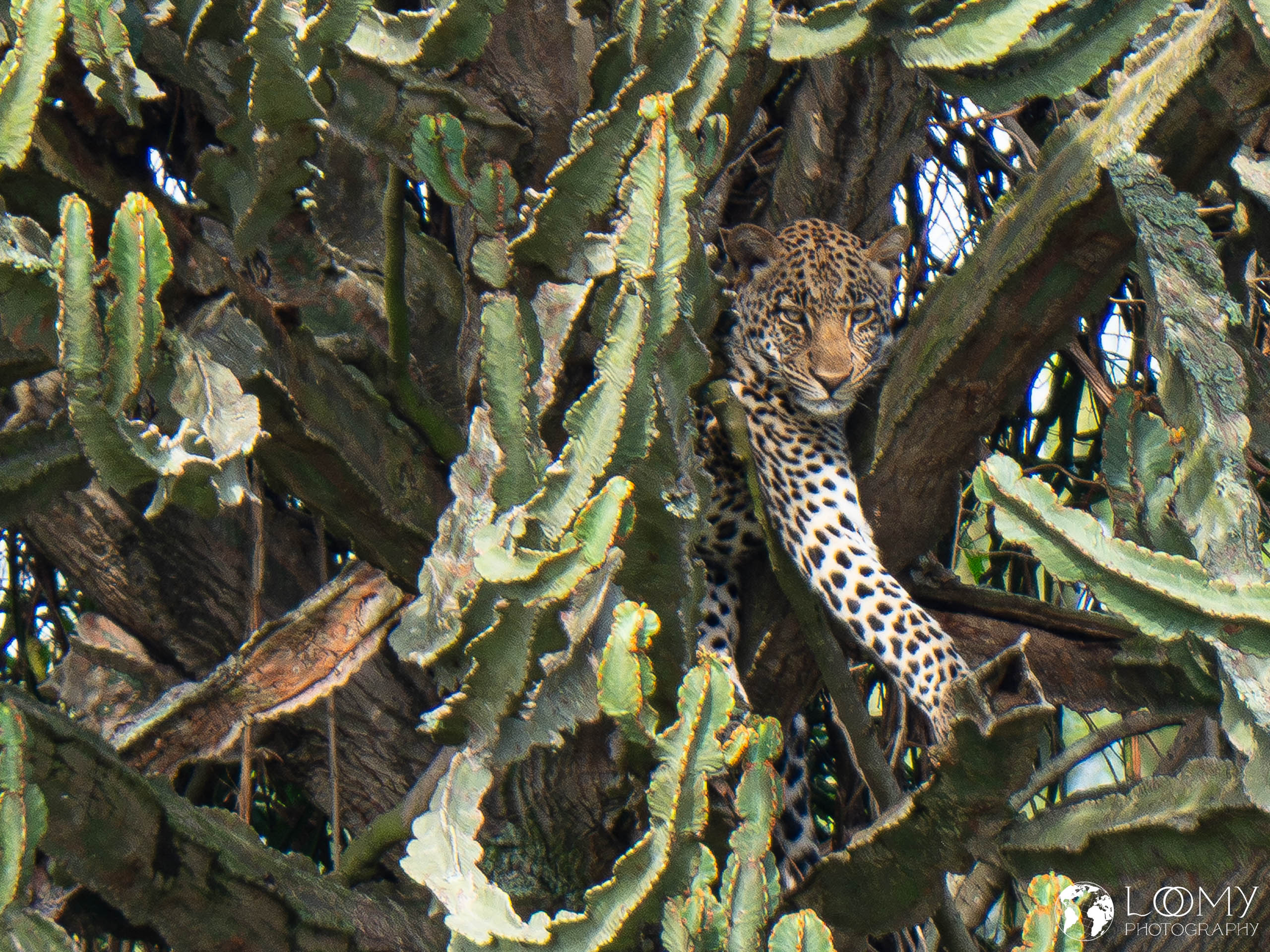 Leopard