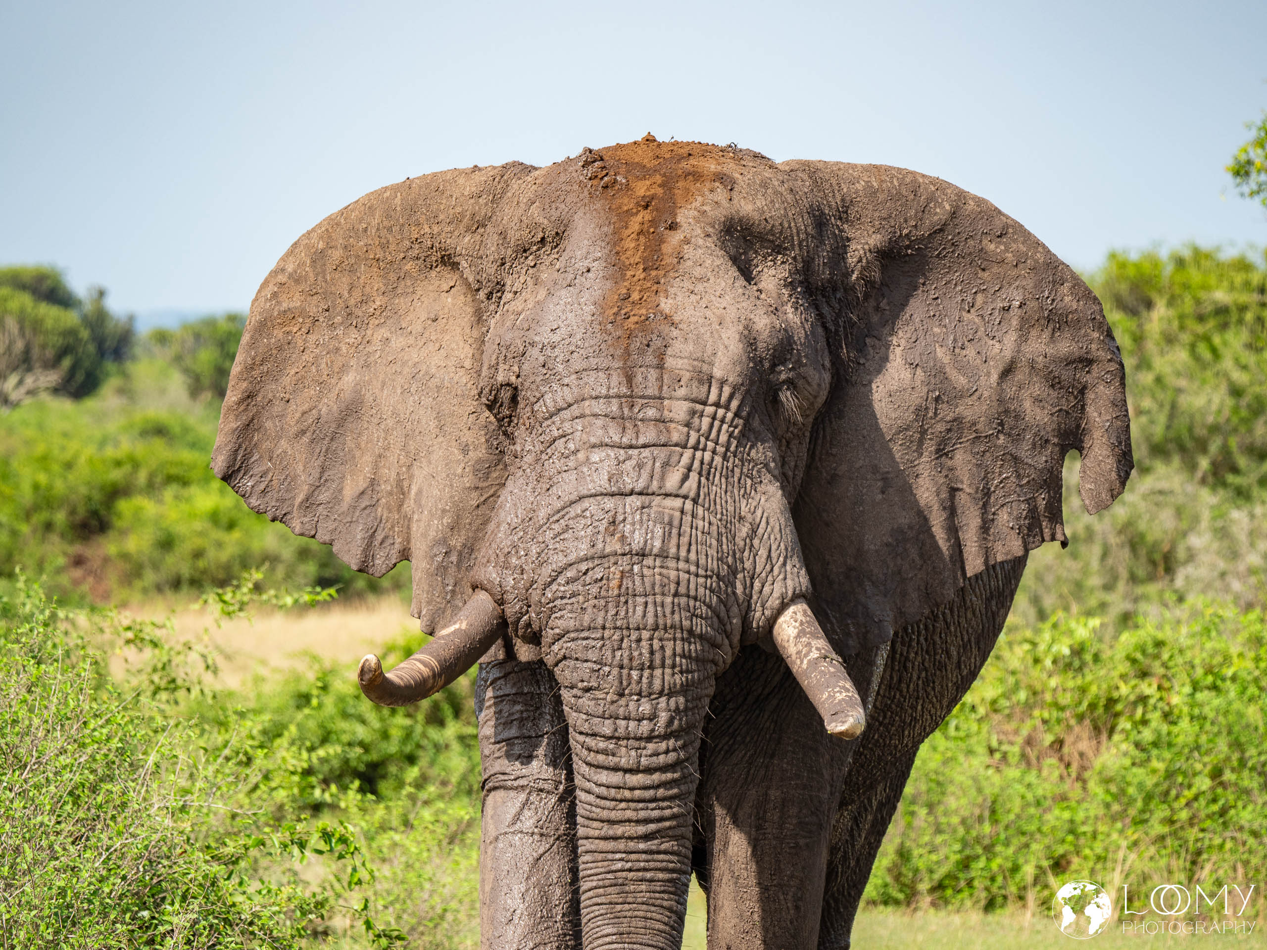 Elefant