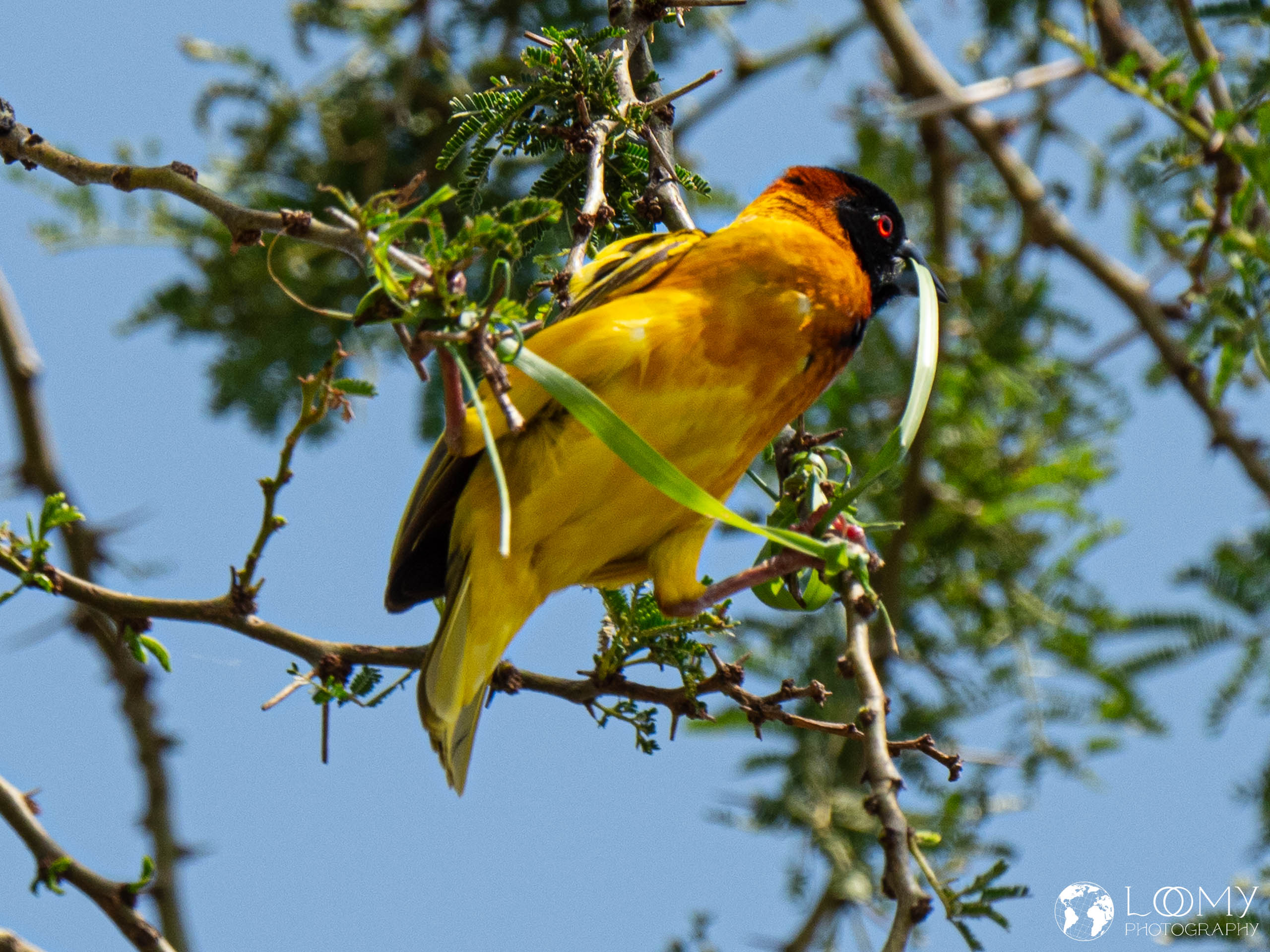 Webervogel