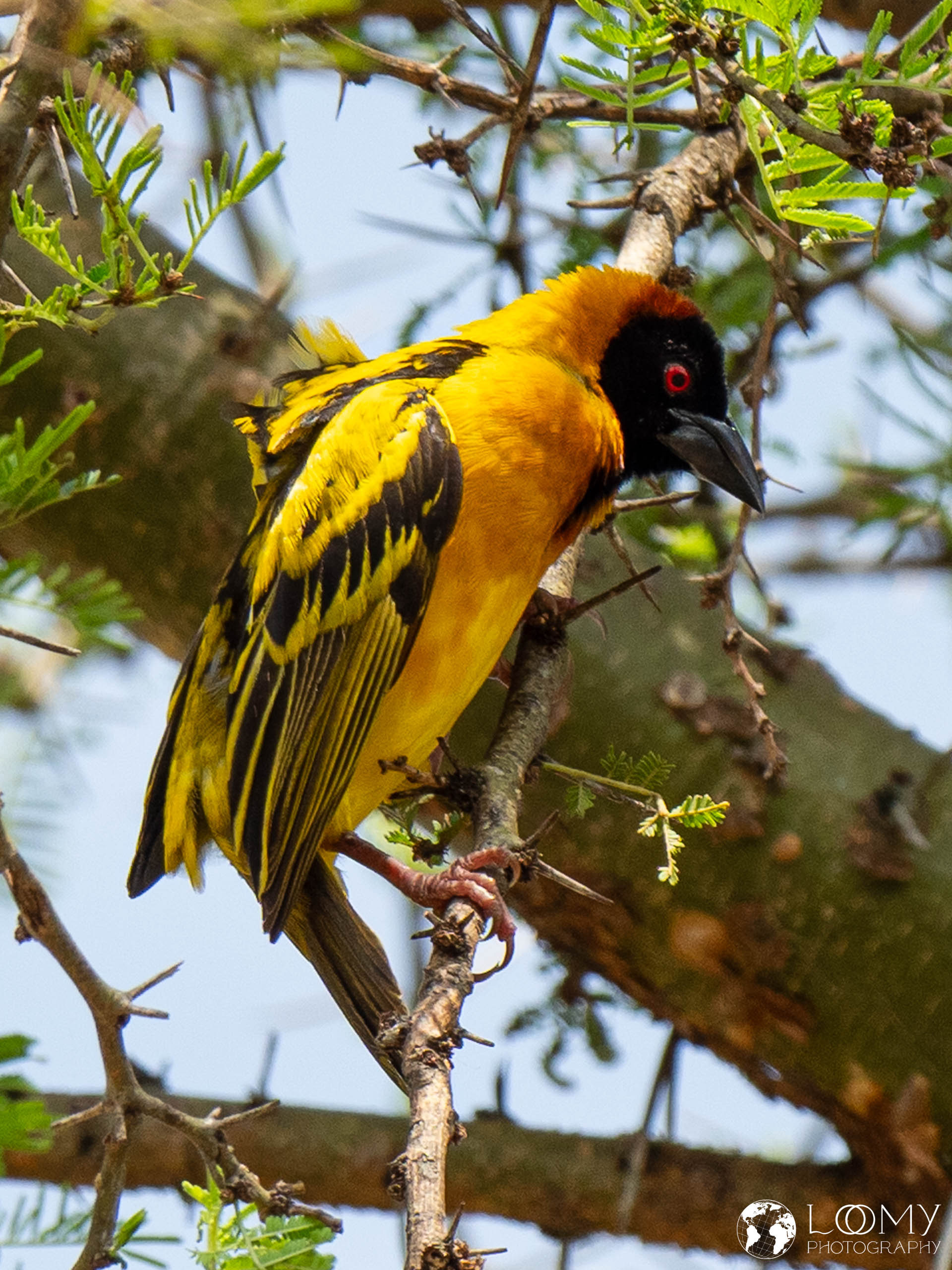 Webervogel