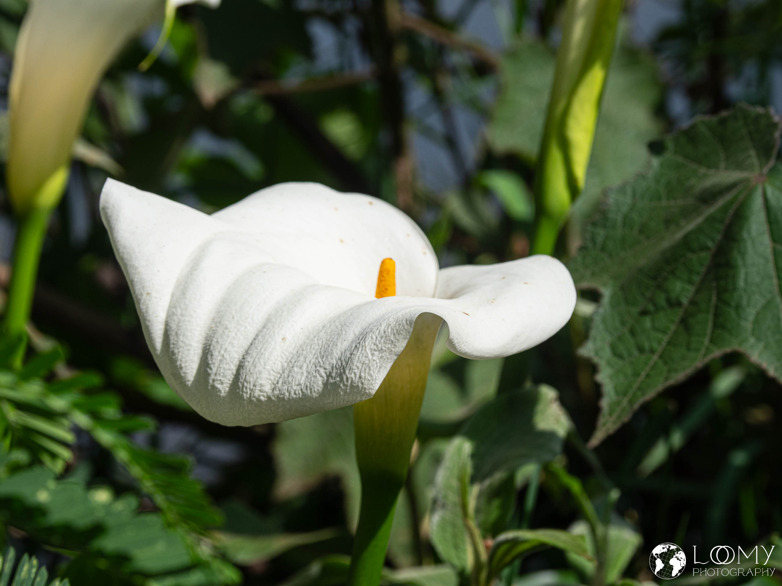 Calla