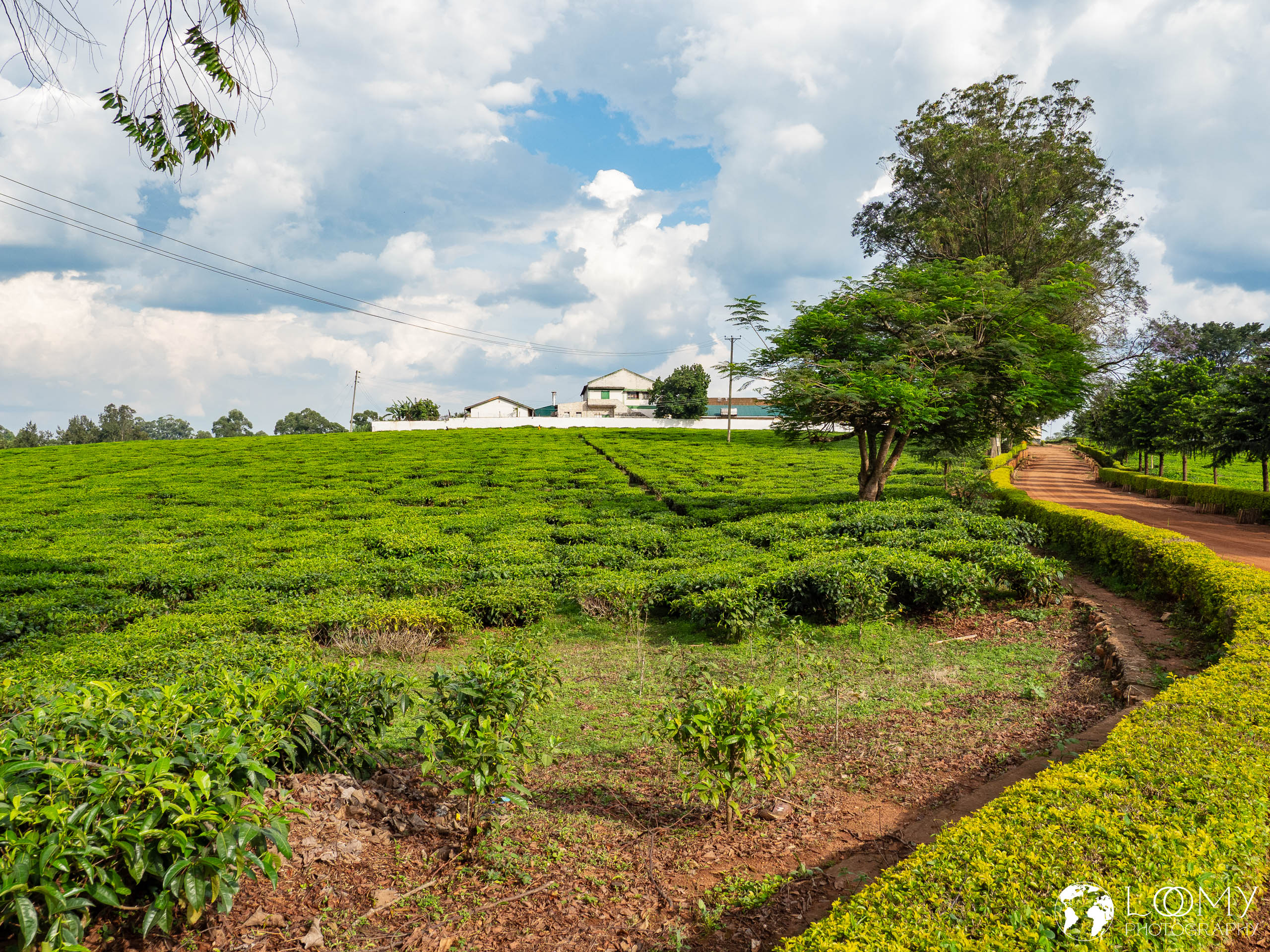 Teeplantage