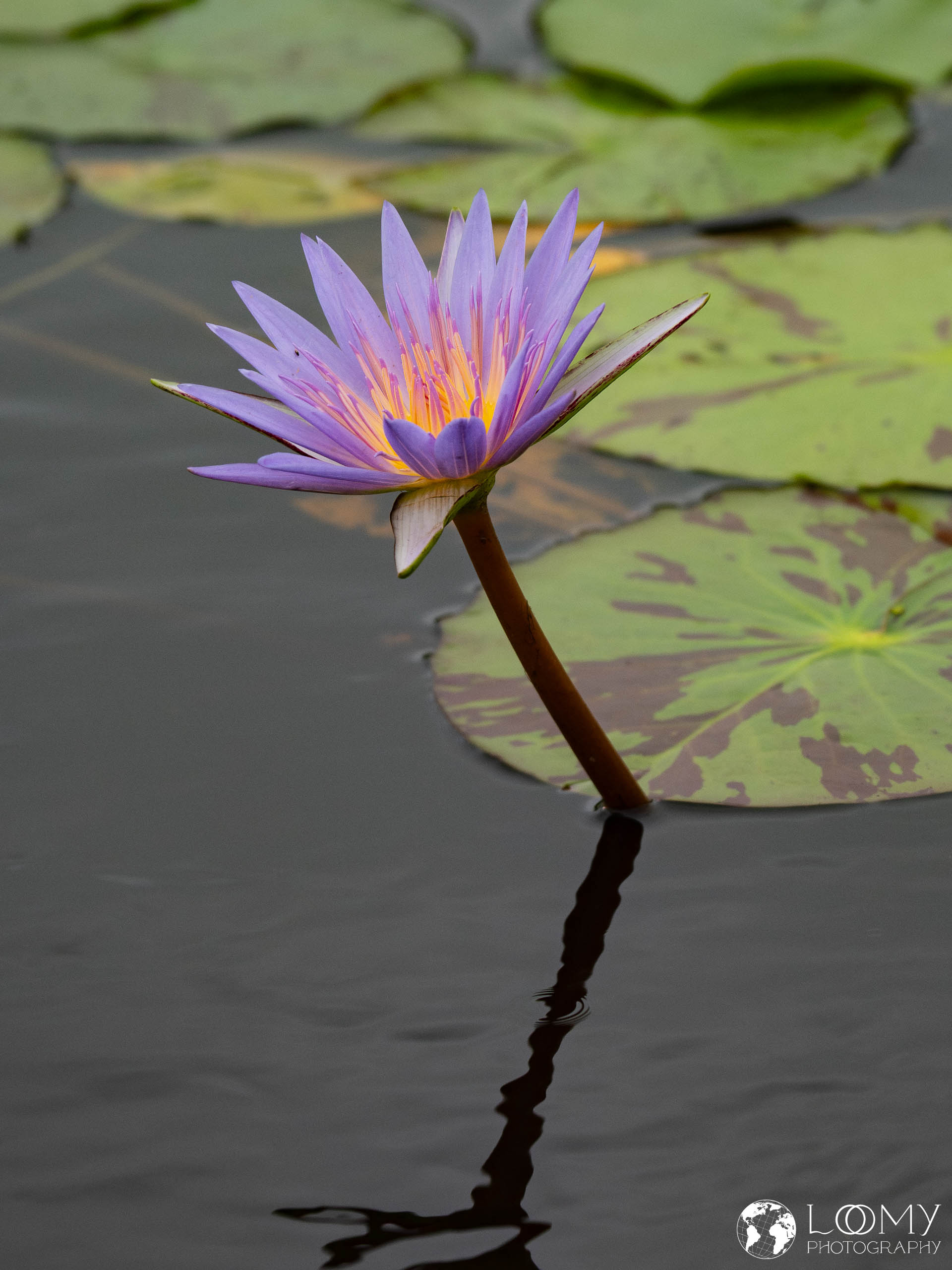 Seerose