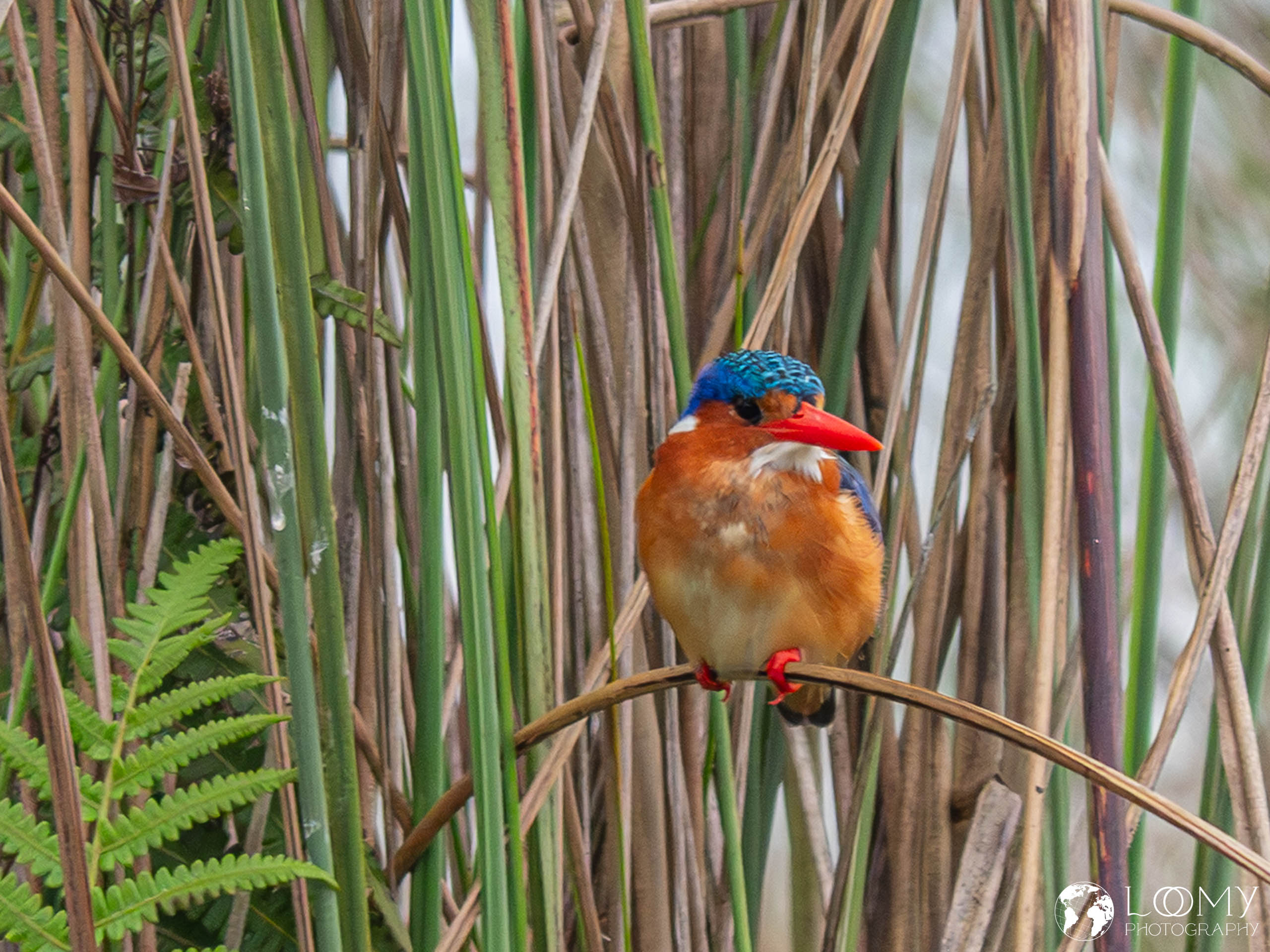 Malachiteisvogel