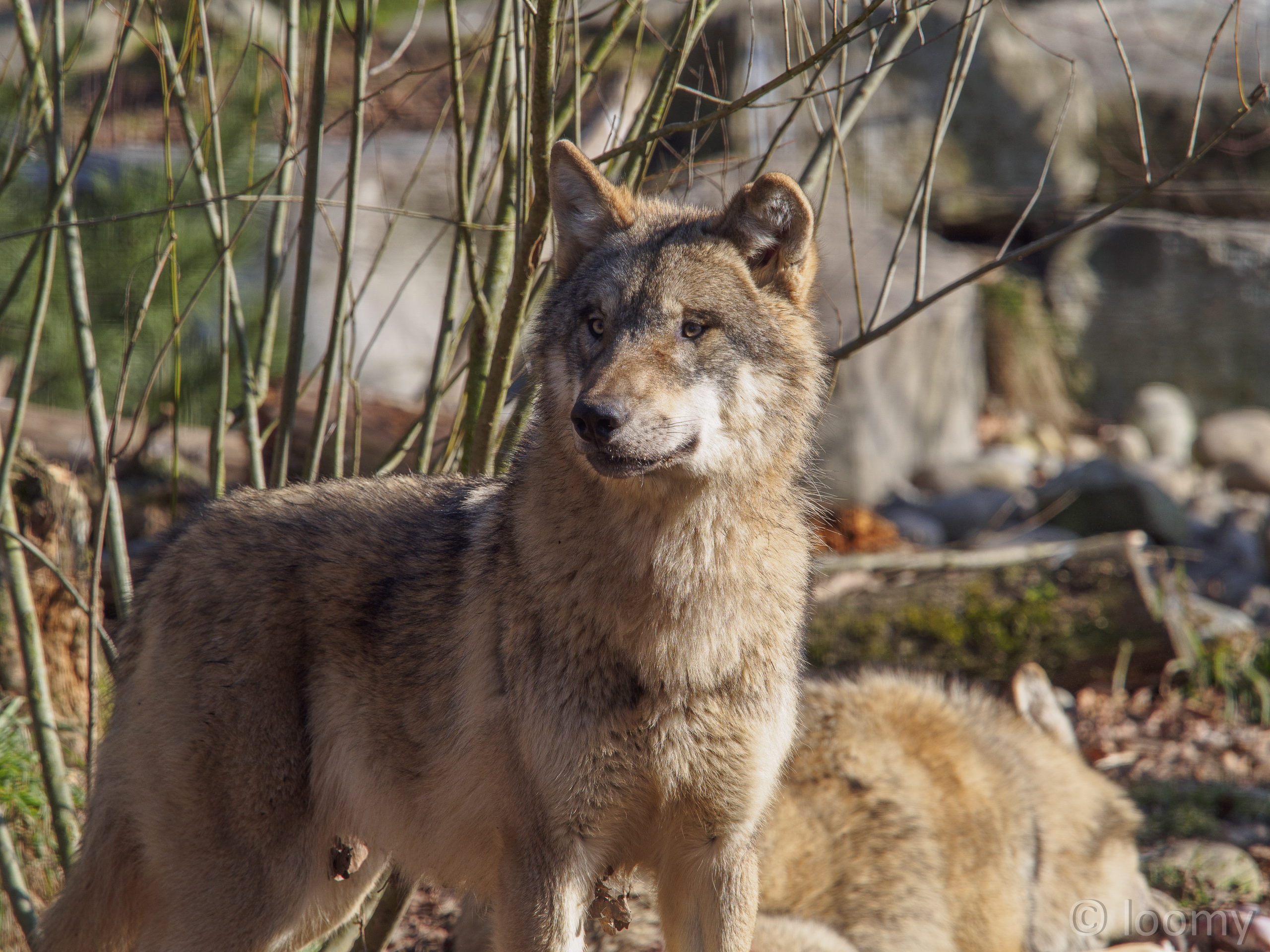 Europäischer Wolf