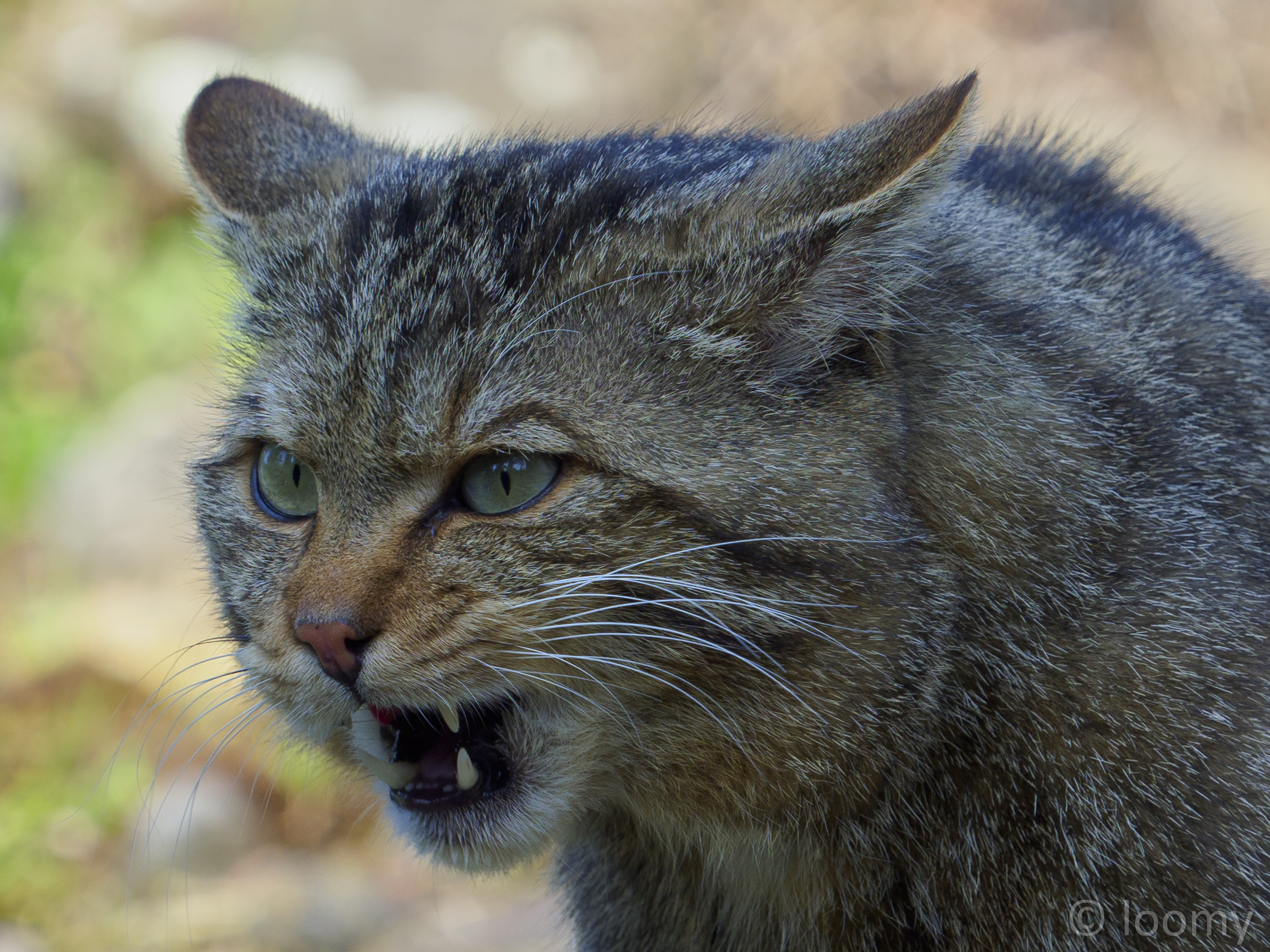 Wildkatze