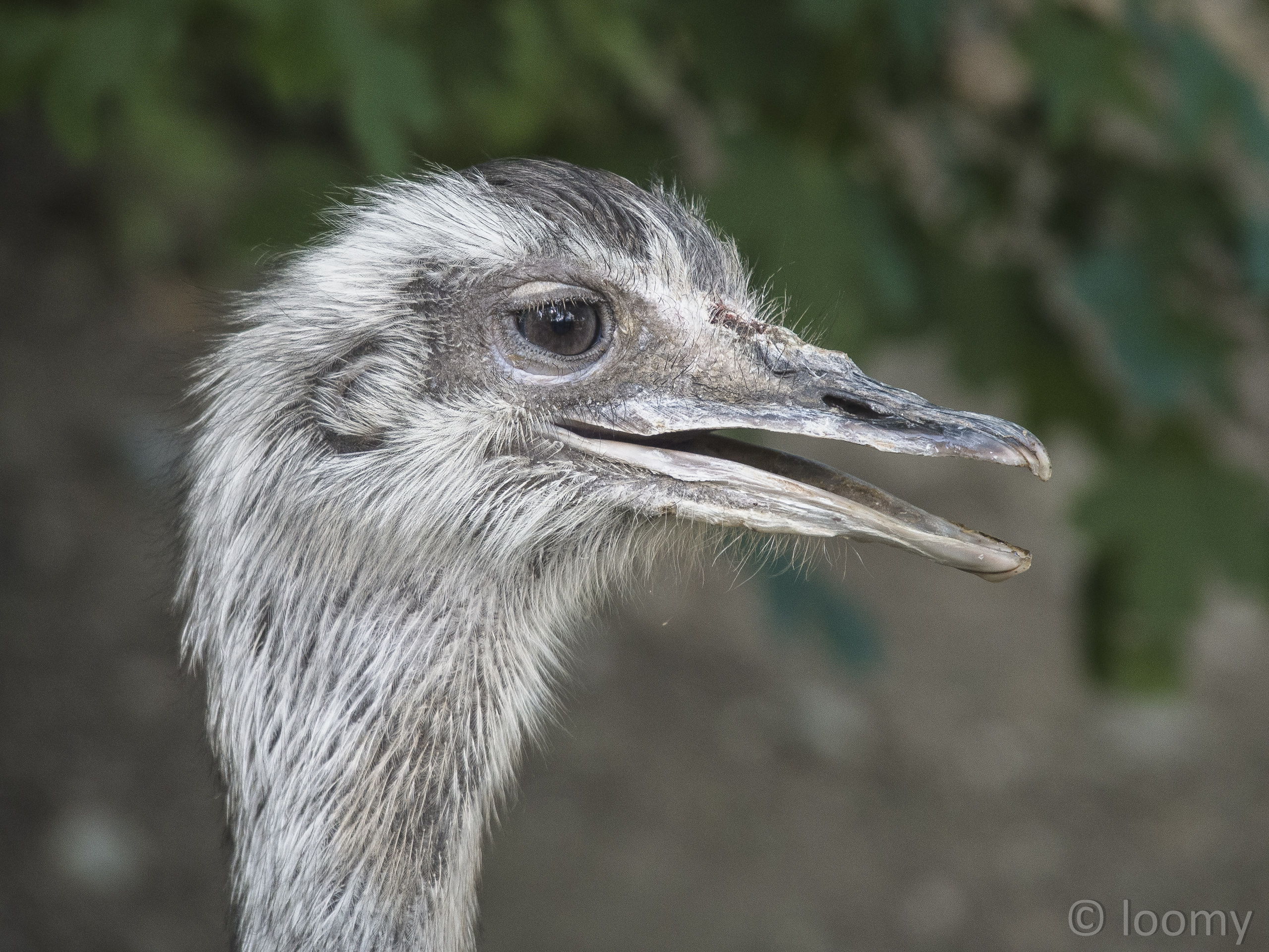 Nandu