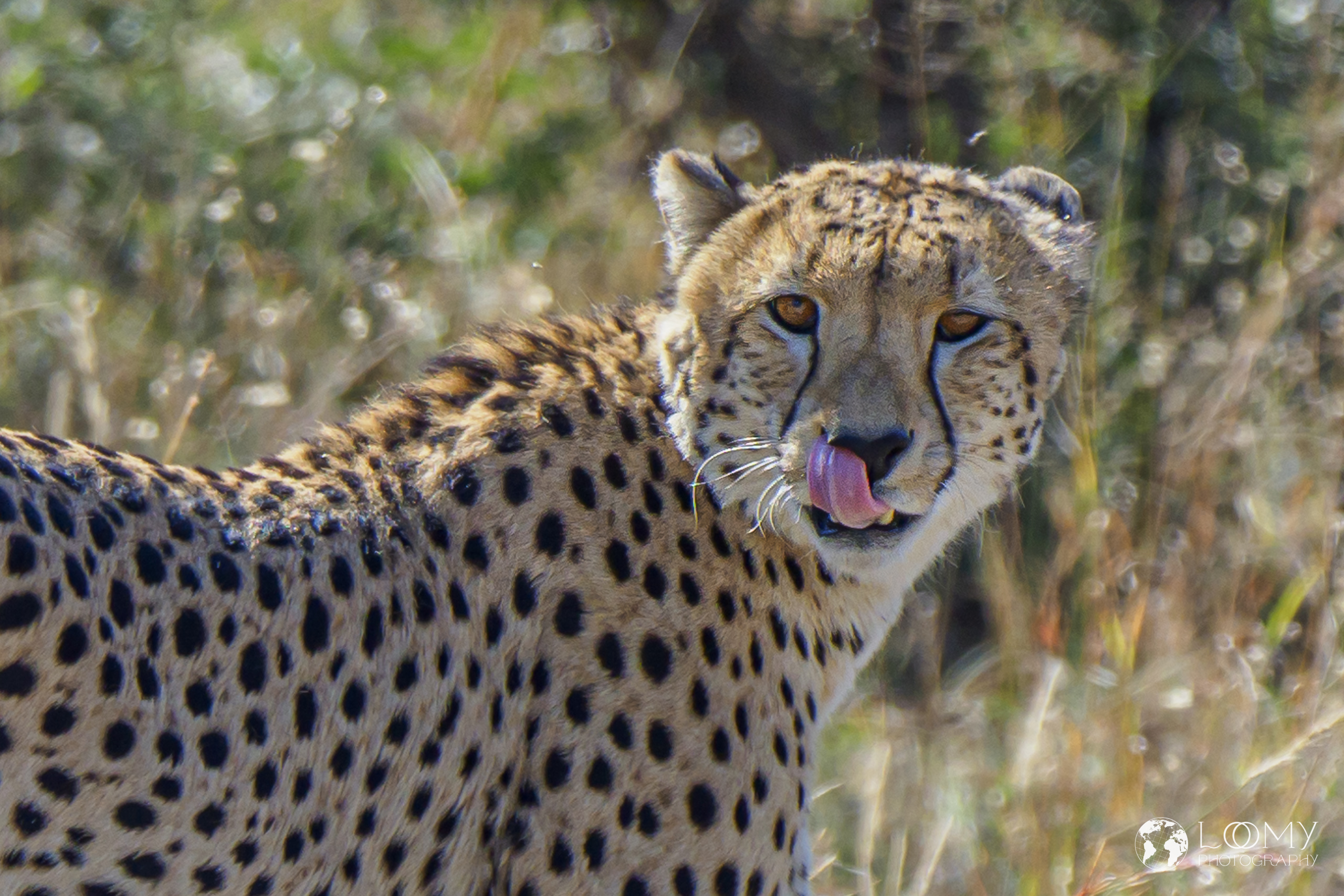 Gepard